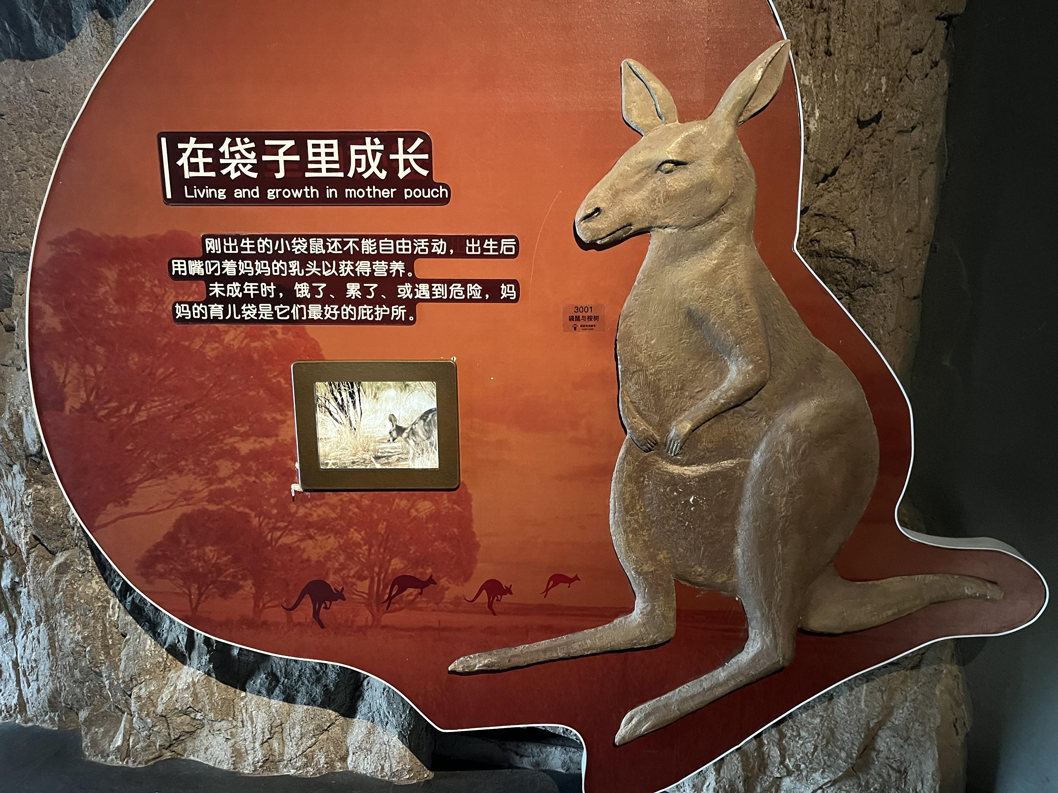 的想法: 澳洲的独特动物