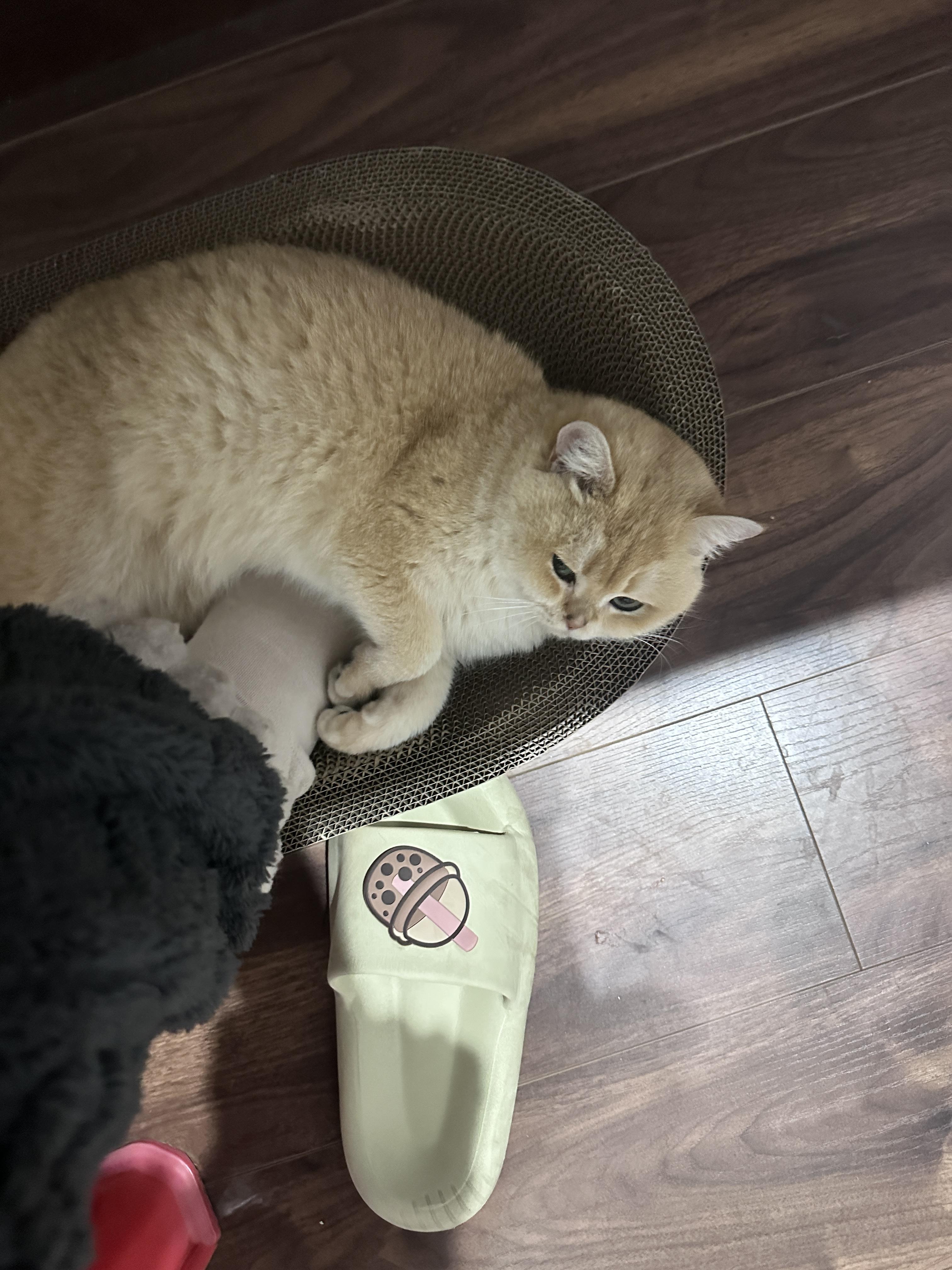 得吧得 的想法: 小猫牌暖脚宝 | 天气太冷了 br>用小猫的肚皮取个暖 