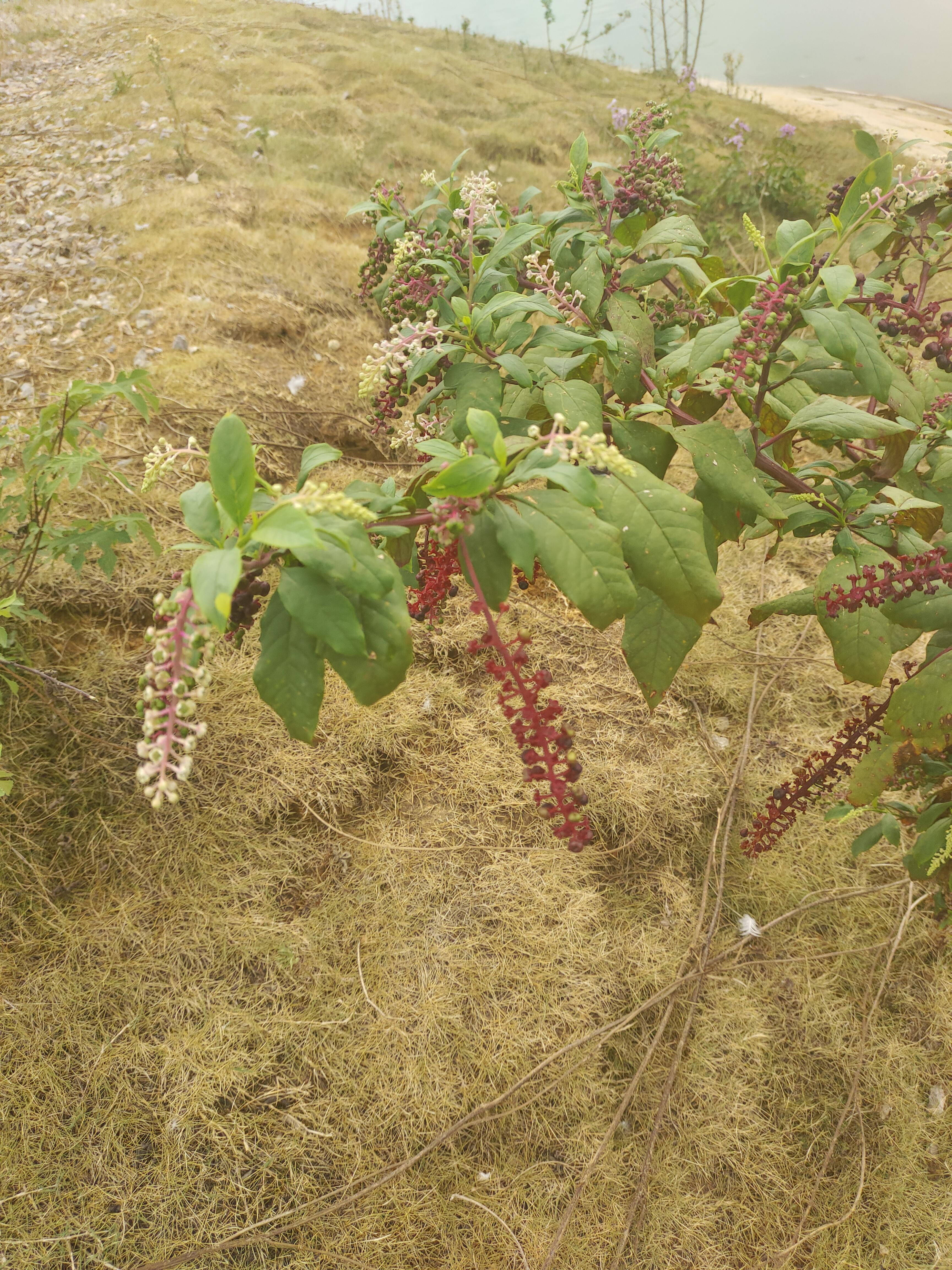我的摄影日记 垂序商陆,花期,6到8月份,其株可达2米,是中药‌