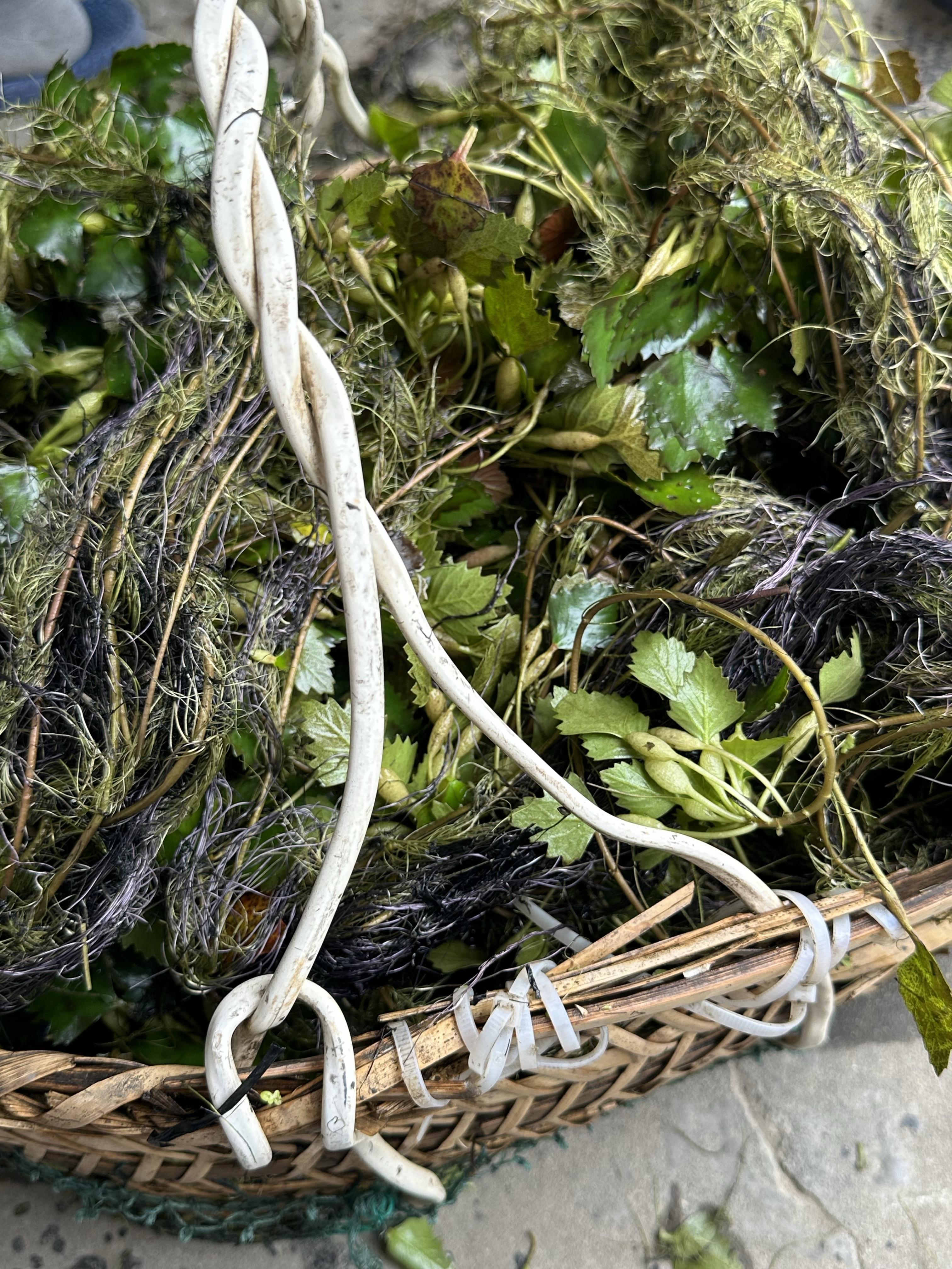 今天下午,老妈去捞了满满一篮子的菱角菜,现在看着脏兮兮的,打理