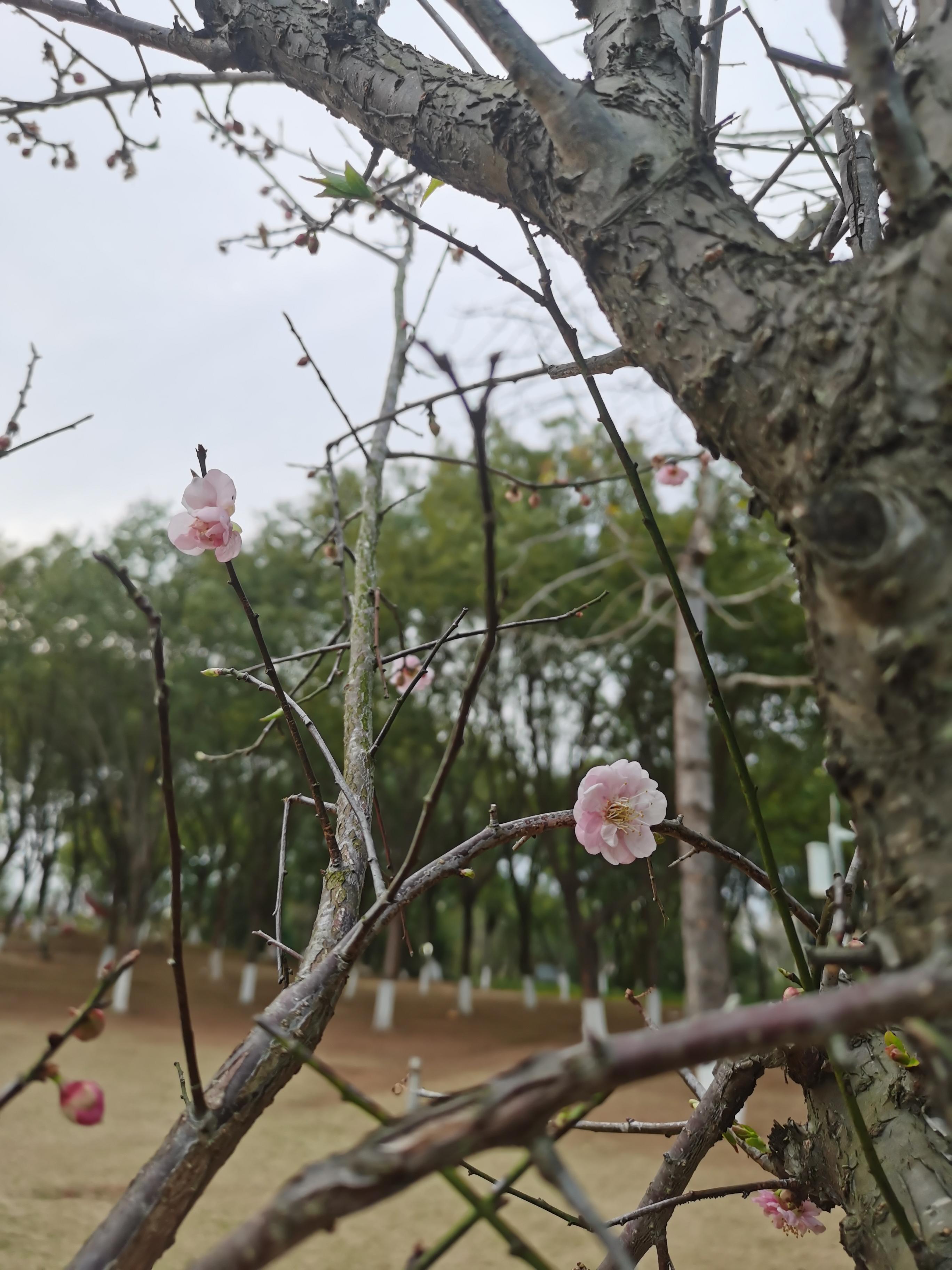 梅花图片大全树干图片