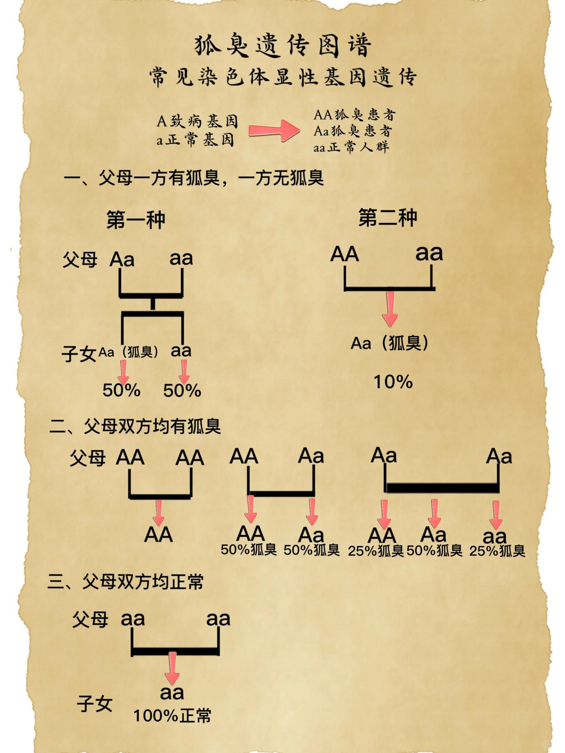 遗传图谱怎么画图片