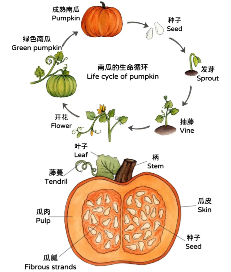 南瓜的组成部分图片图片