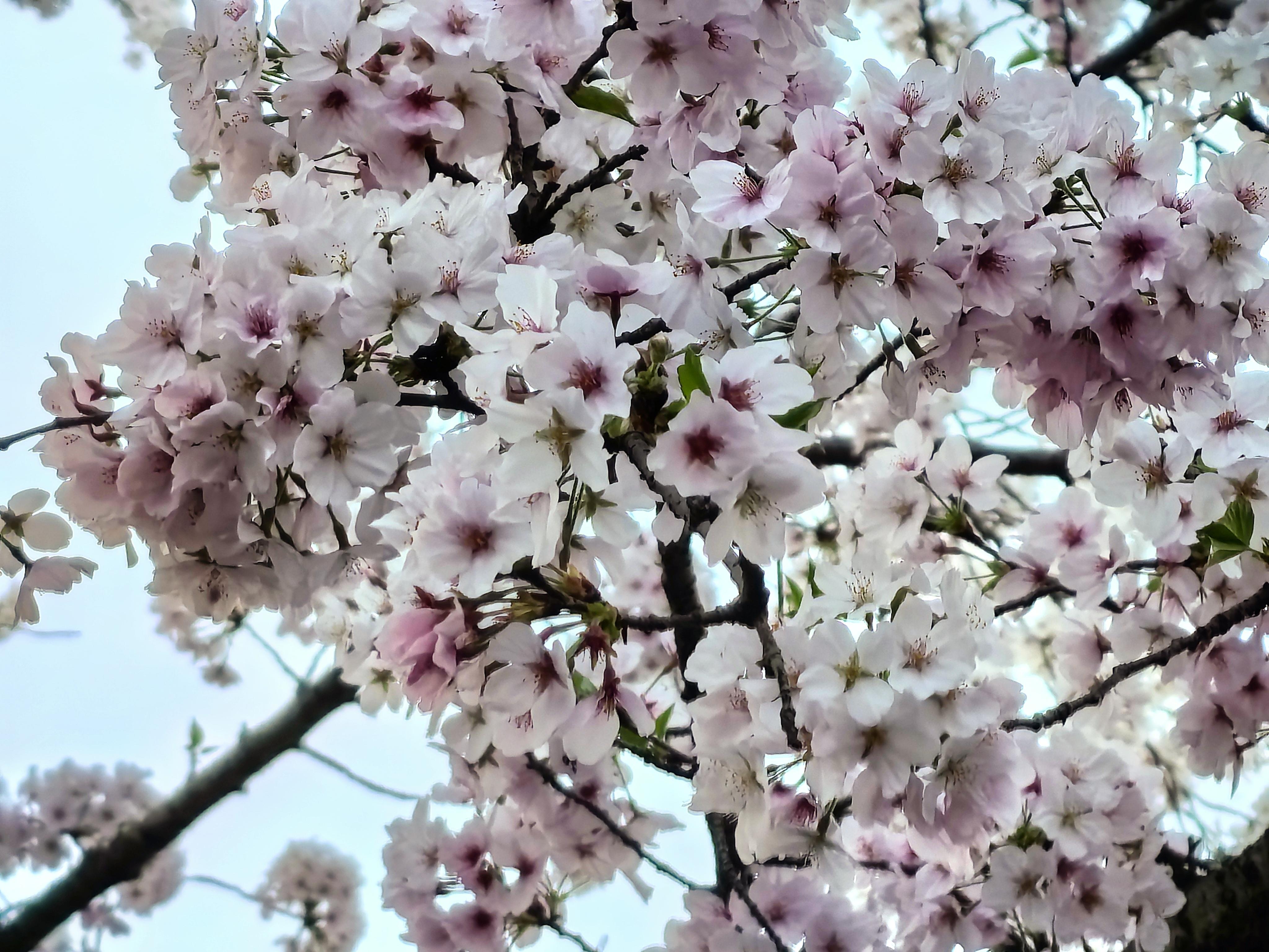 紫薇jj 的想法: 春 | 一碗清茶几许禅,既无悲事亦无欢.