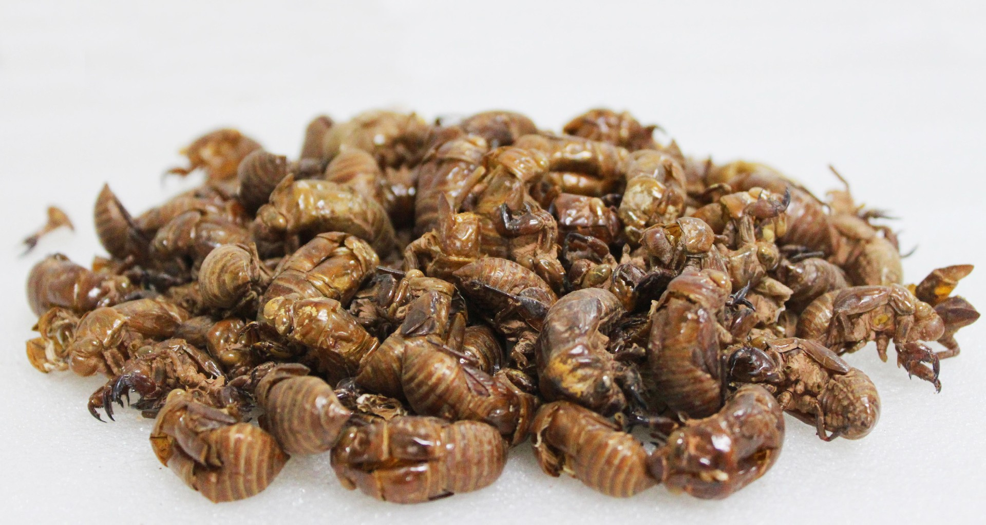 柚子很好吃 的想法: 蝉蜕