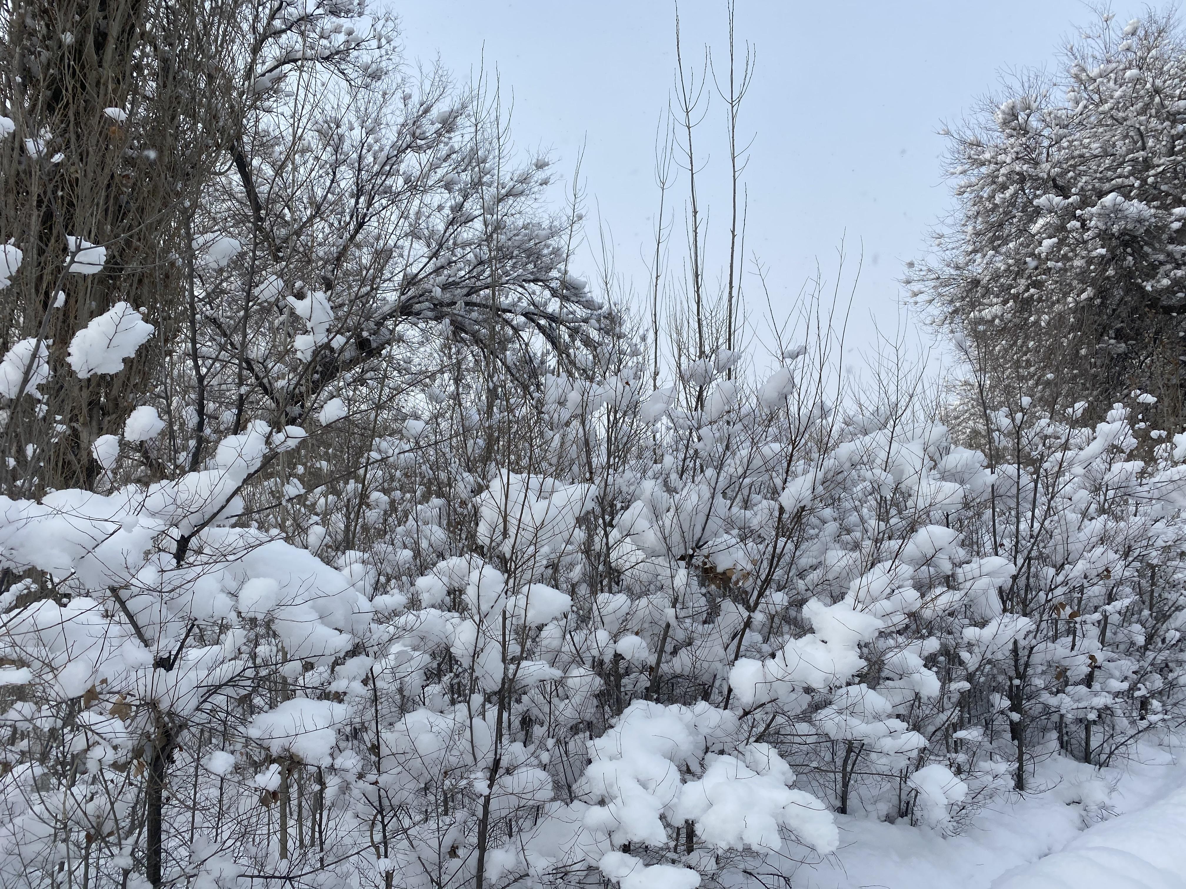 东北很冷有人为了省钱却说可以不用暖气东北这两天下