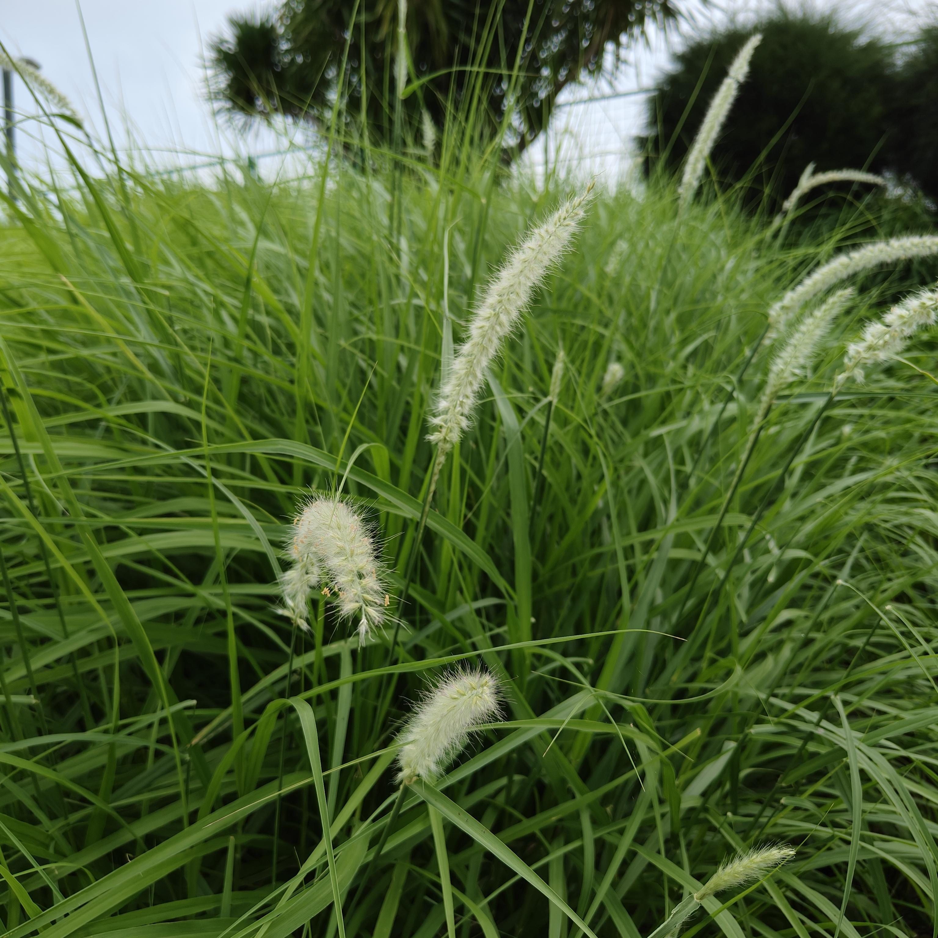 cyan 的想法: 路边的野草