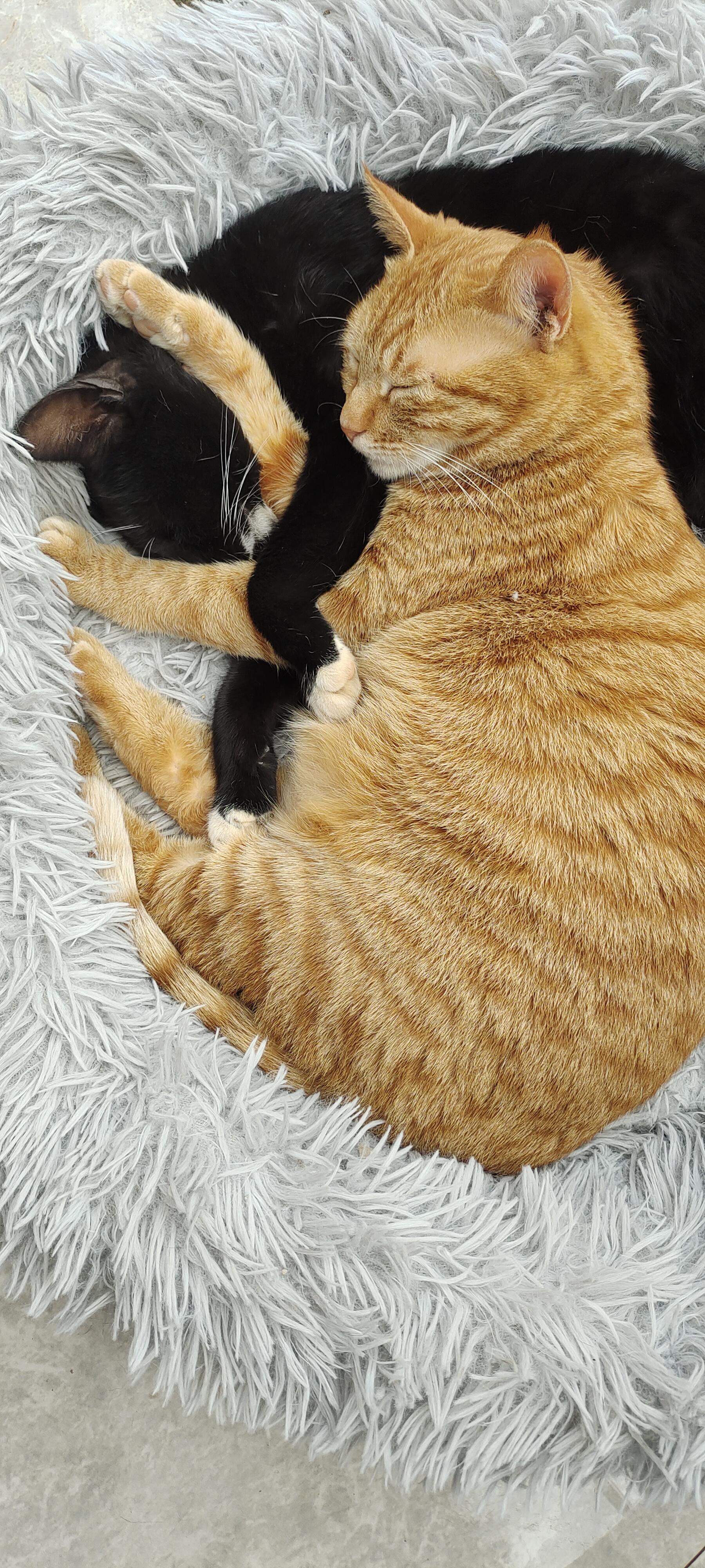 写字的小猫 的想法: 哥俩好