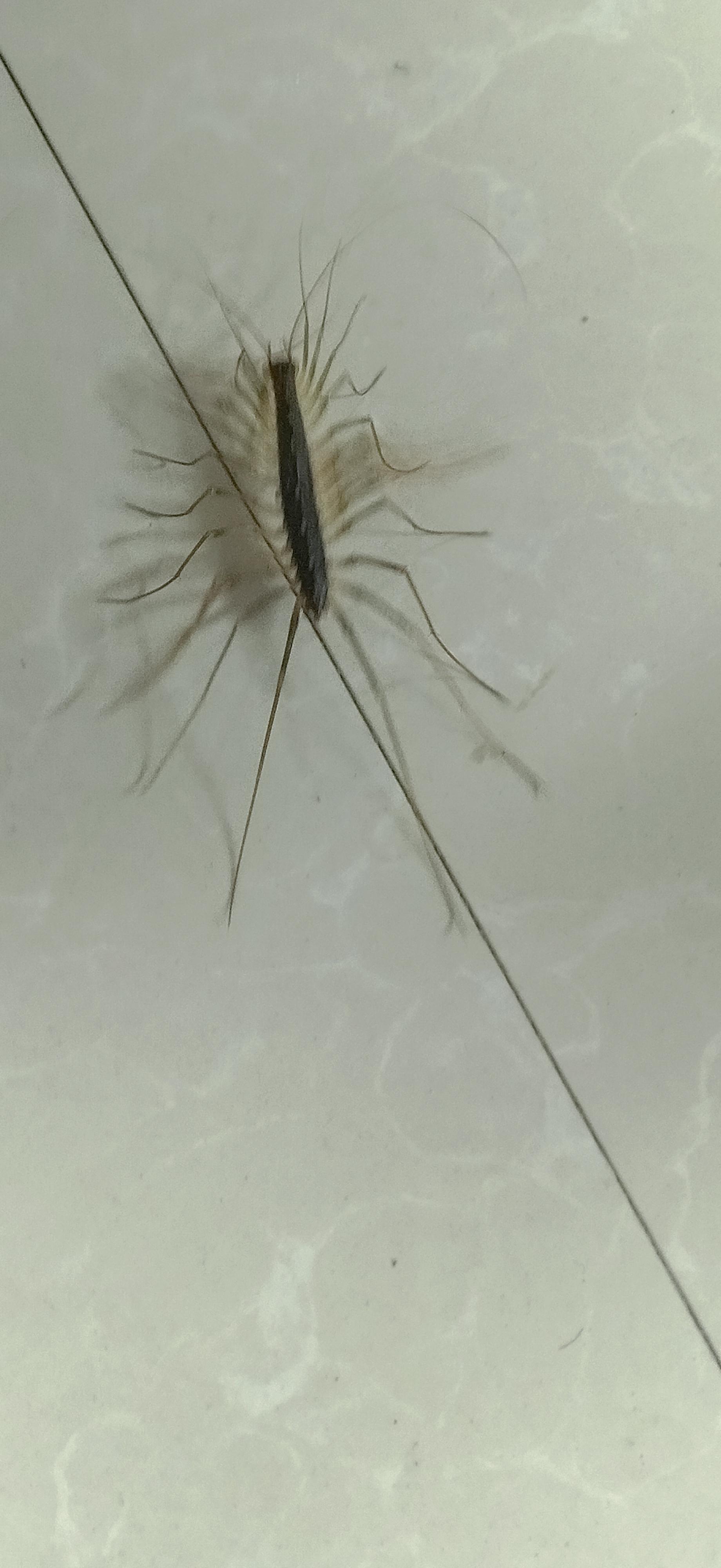 清早开门,发现一只虫子在地上爬呀爬,跑的还挺快,这样的虫子是什么呢?