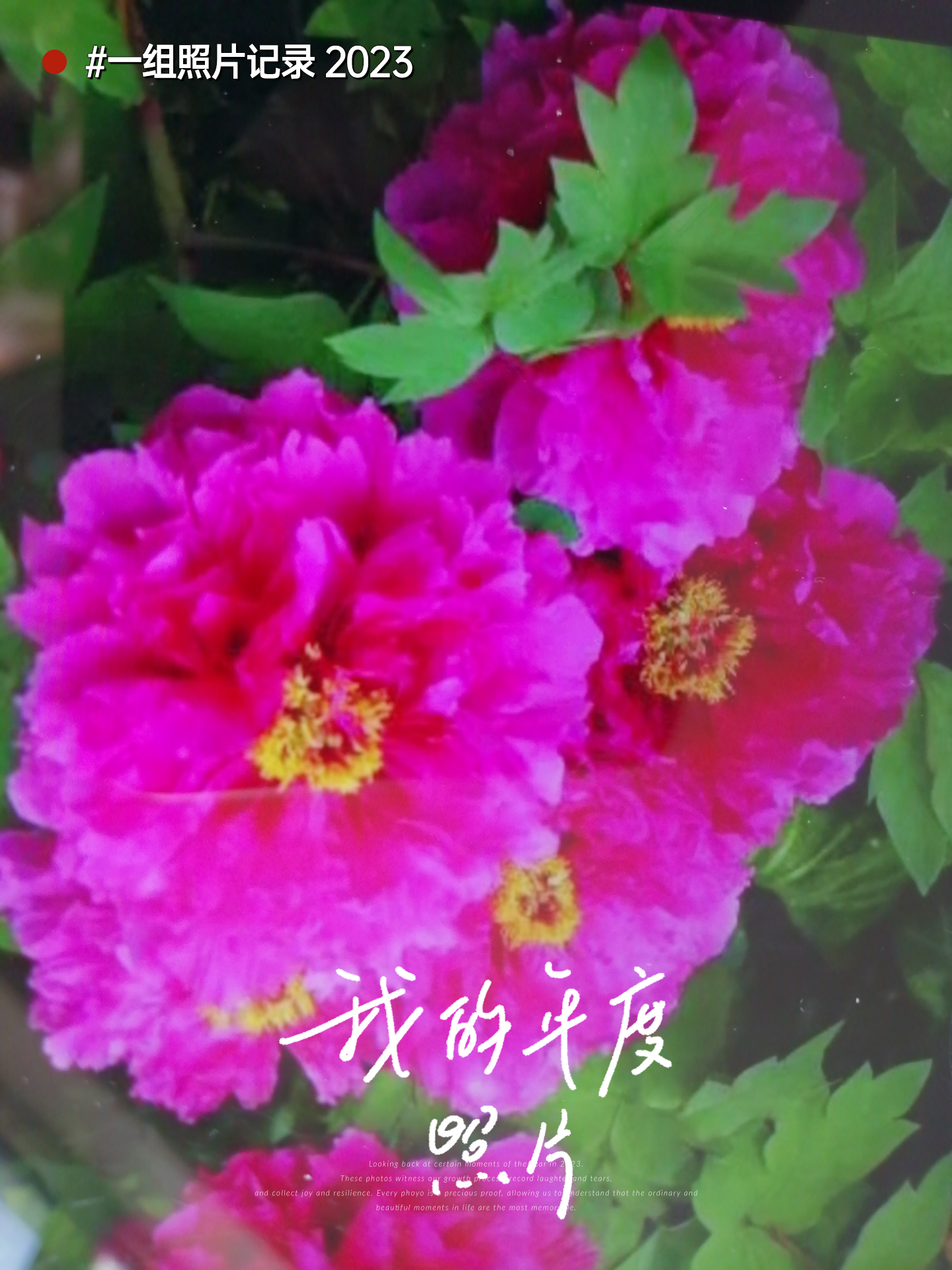 牡丹花备忘录图片