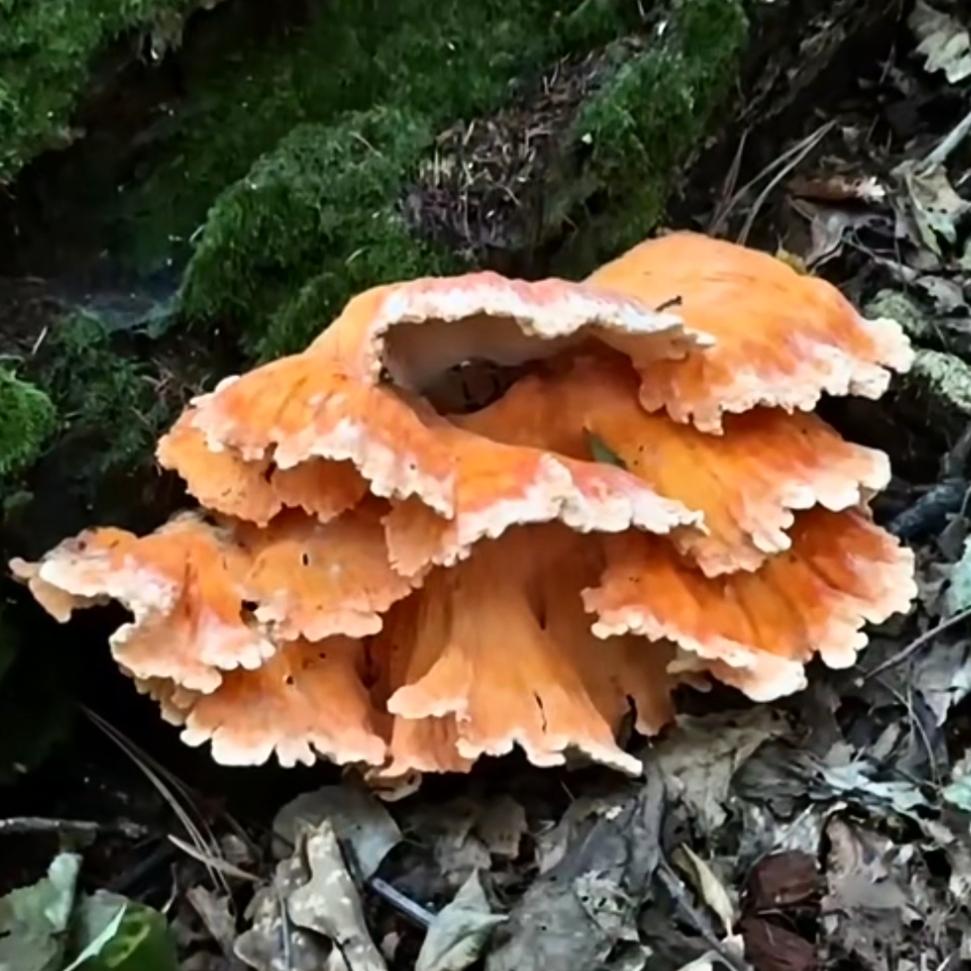 王小王 的想法: 野生菌探秘641:树鸡蘑!