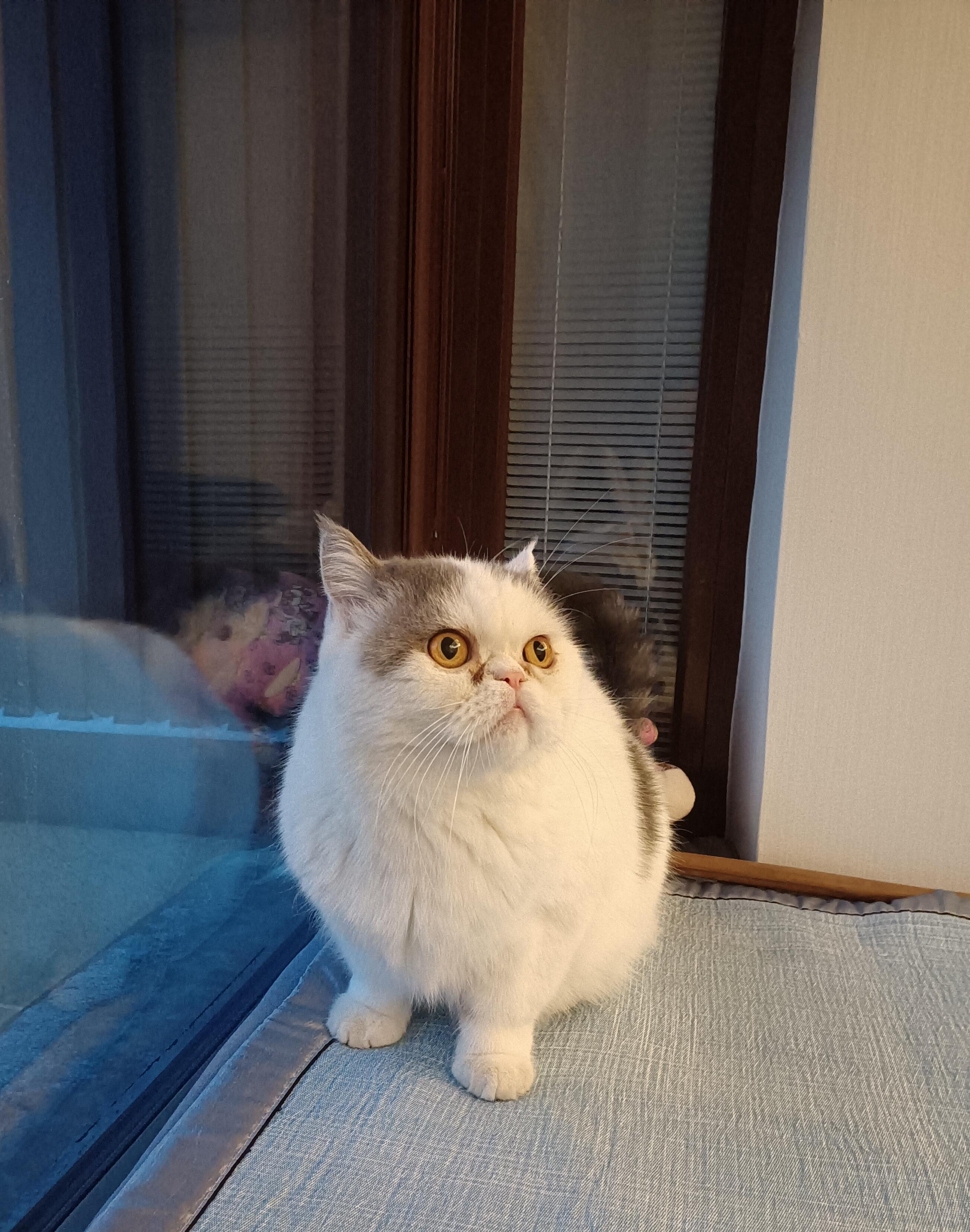 腊月二十四清晨,胖胖吃饱喝足想出去玩了