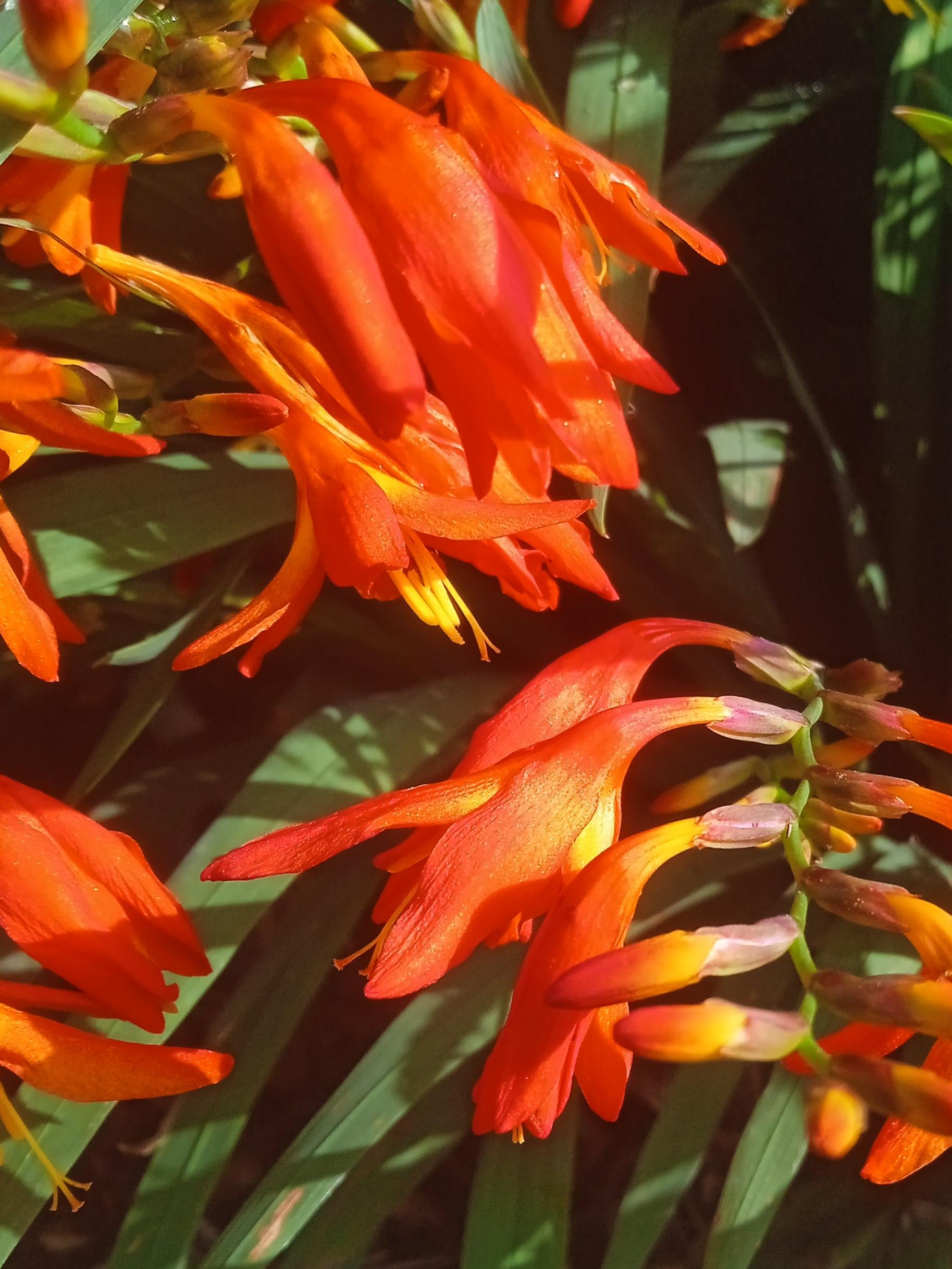 雄黄兰 | 一眼就能看见耀眼的花丛,走近一看,是雄黄兰,又叫火星兰,这