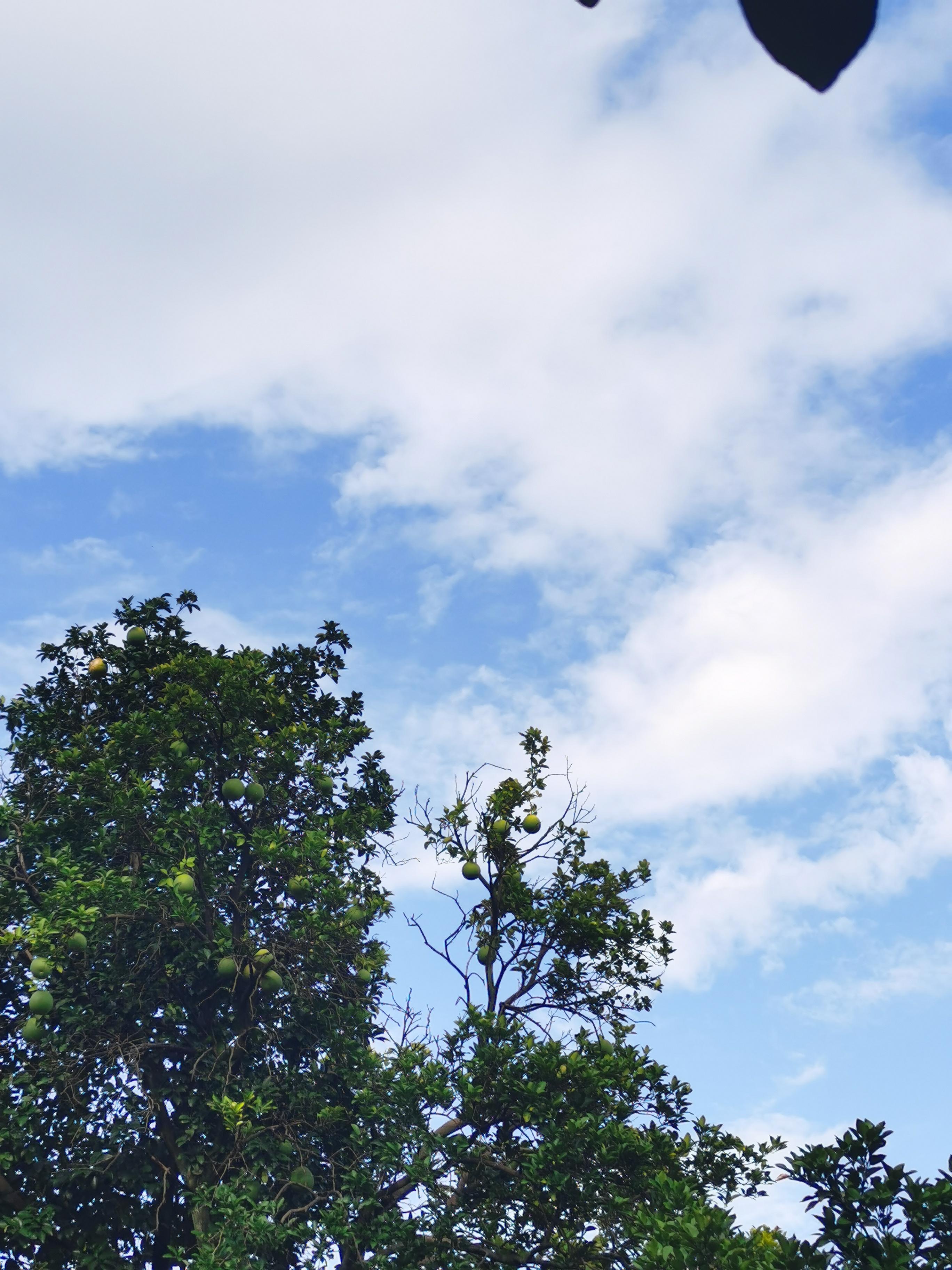 卖冰糖葫芦你的要 的想法: 闲着也是闲着我来说个小笑话