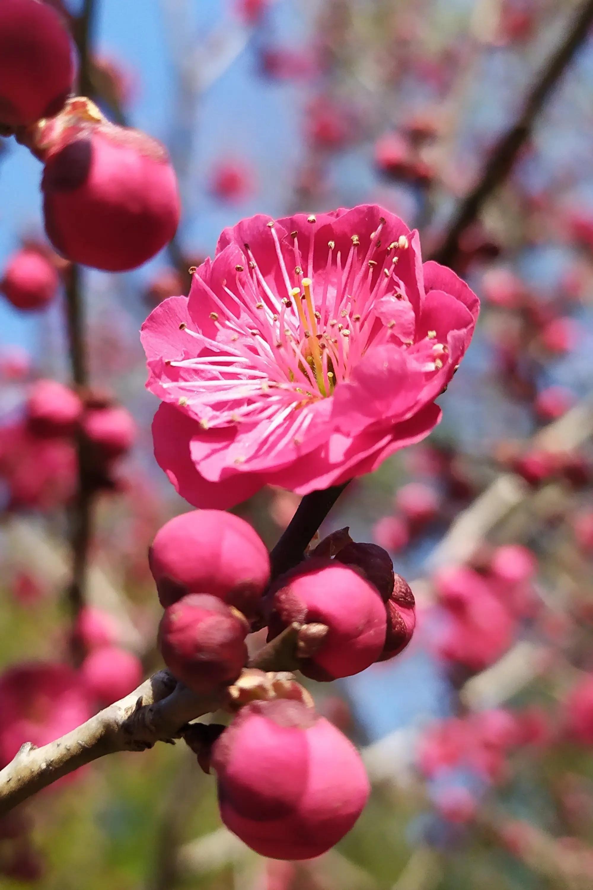 木金漫视 的想法: 梅花