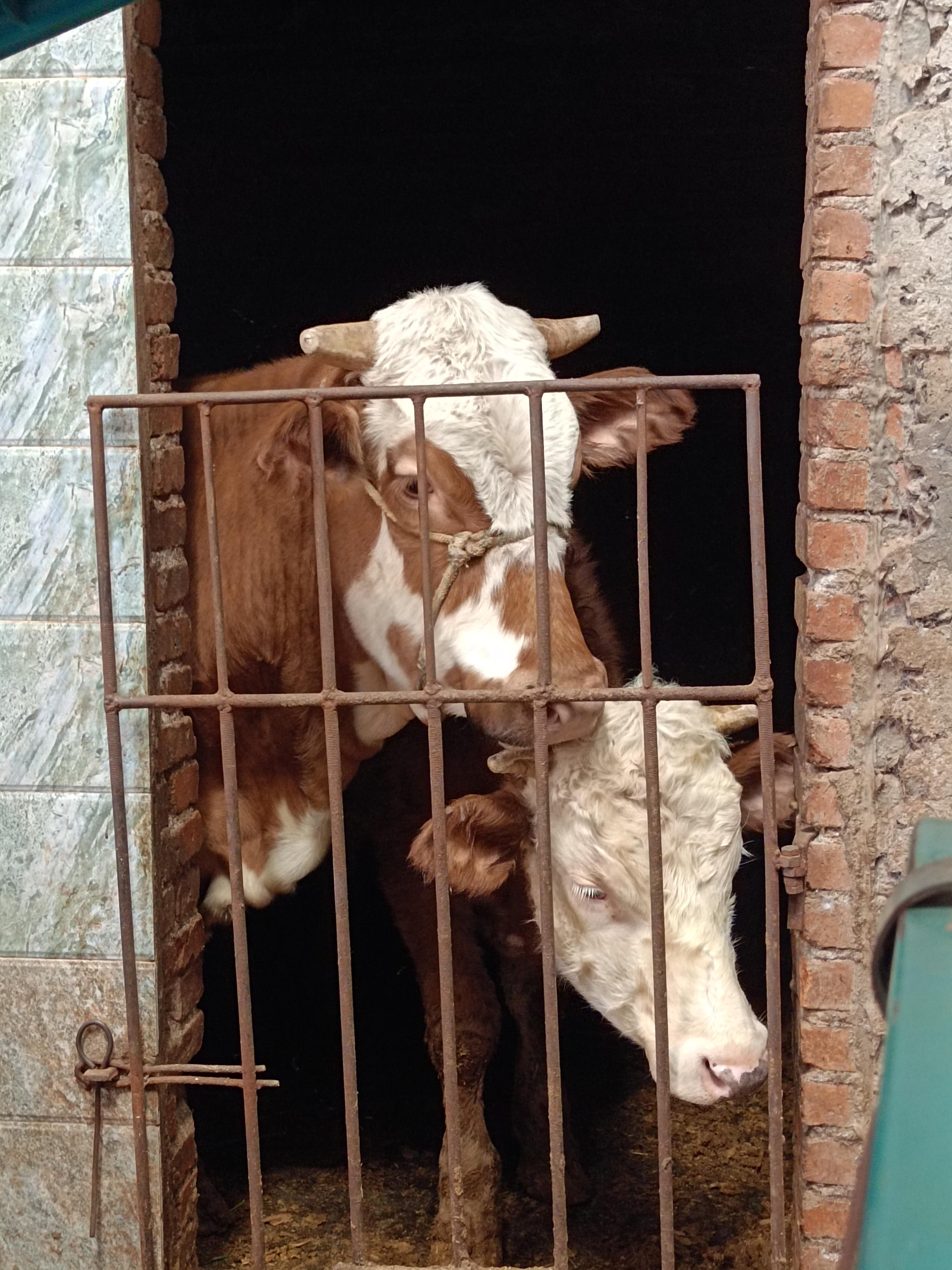 仚屳屲冚 的想法: 舐犊情深,是牛妈妈与小牛互相舔毛的最好解释,是