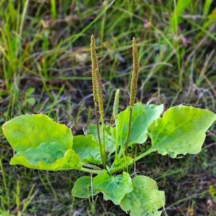 在农村的家前屋后,春天里你经常看到各种各样的不知名不起眼的草