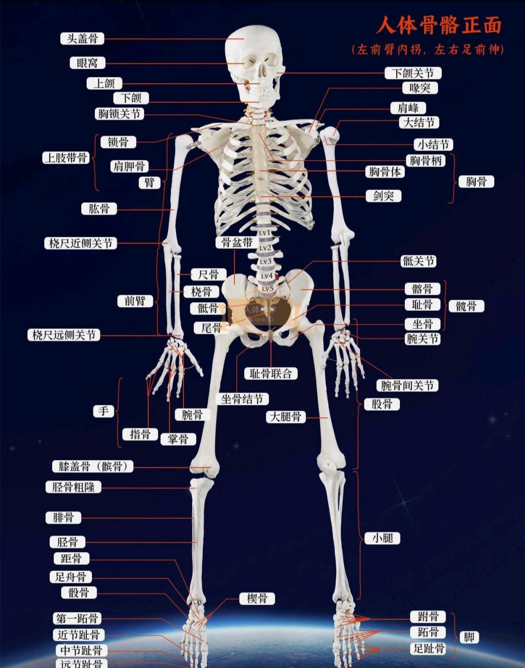 的想法: 理赔实务知识:人体骨骼