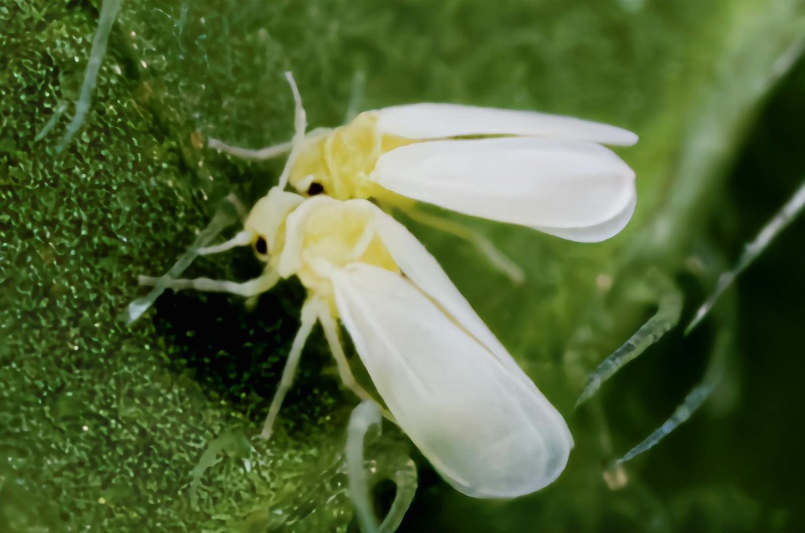安安么么哒 的想法: 每天认识一种昆虫