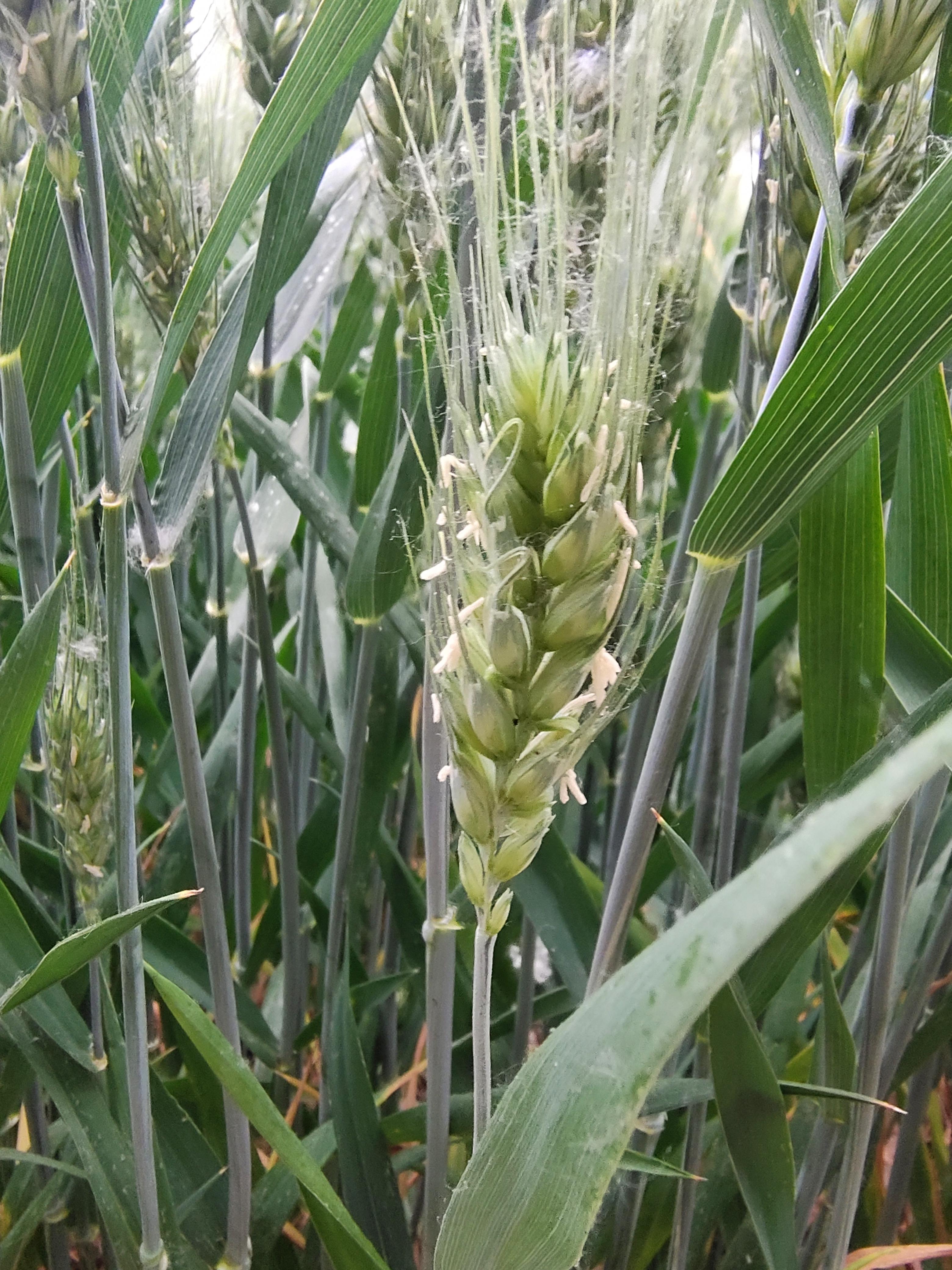 幻海浮尘 的想法: 正荠麦青青 |  a class="hash_tag" href="https