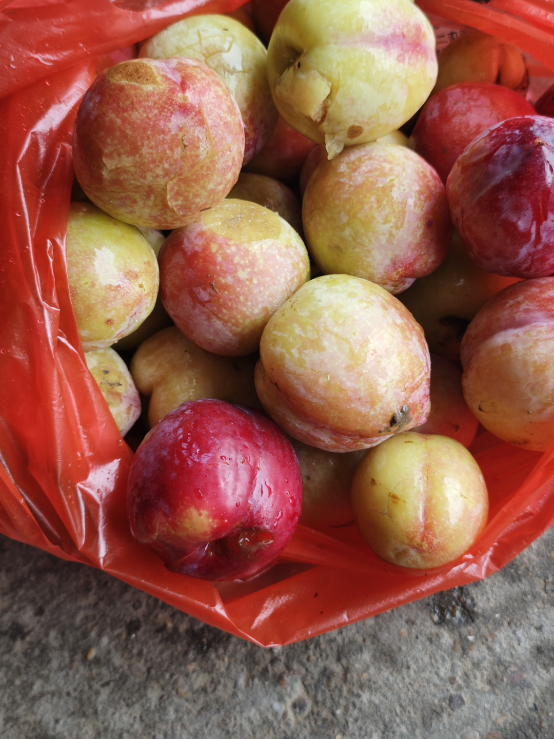 杏子 的想法: 自己家的李子,摇树落下来摔烂的