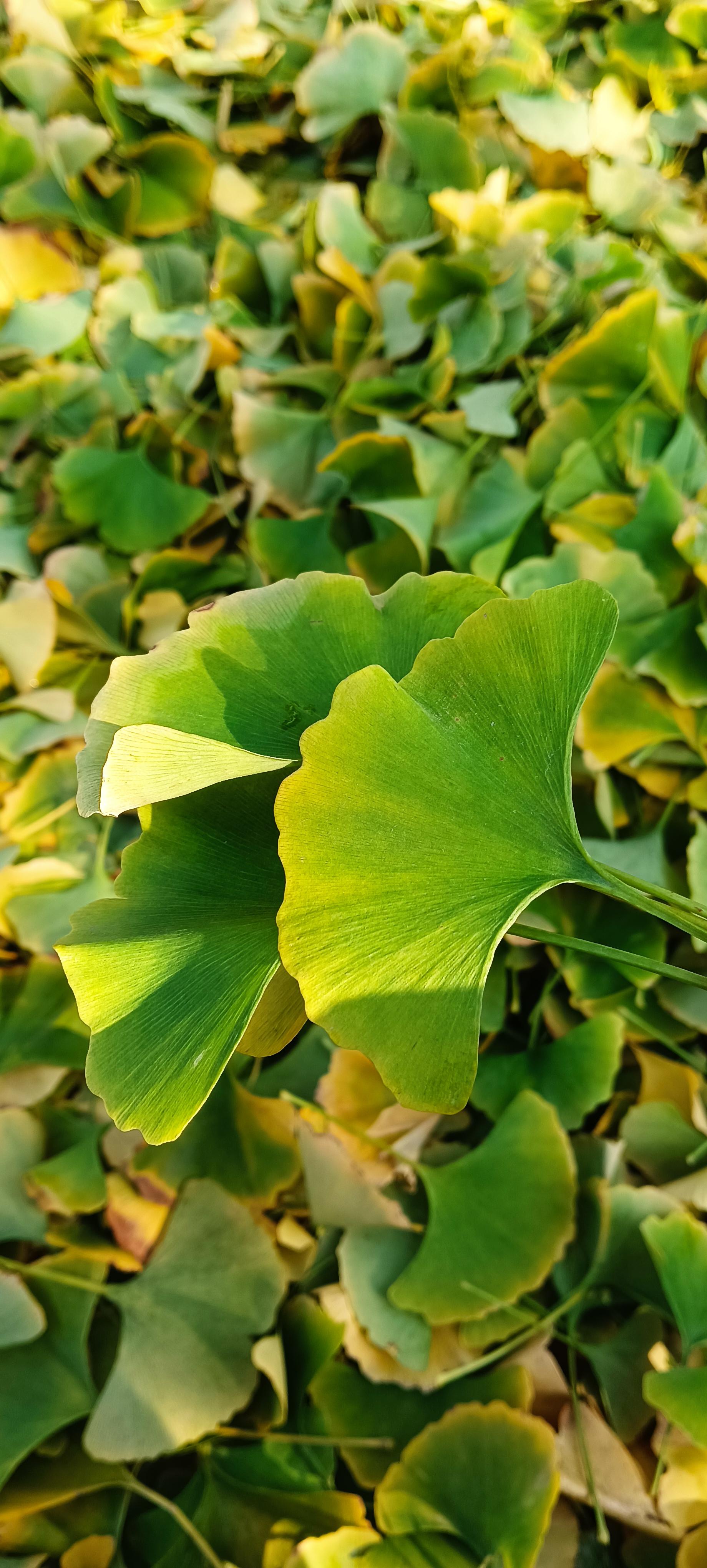 点妈 的想法: 叶子