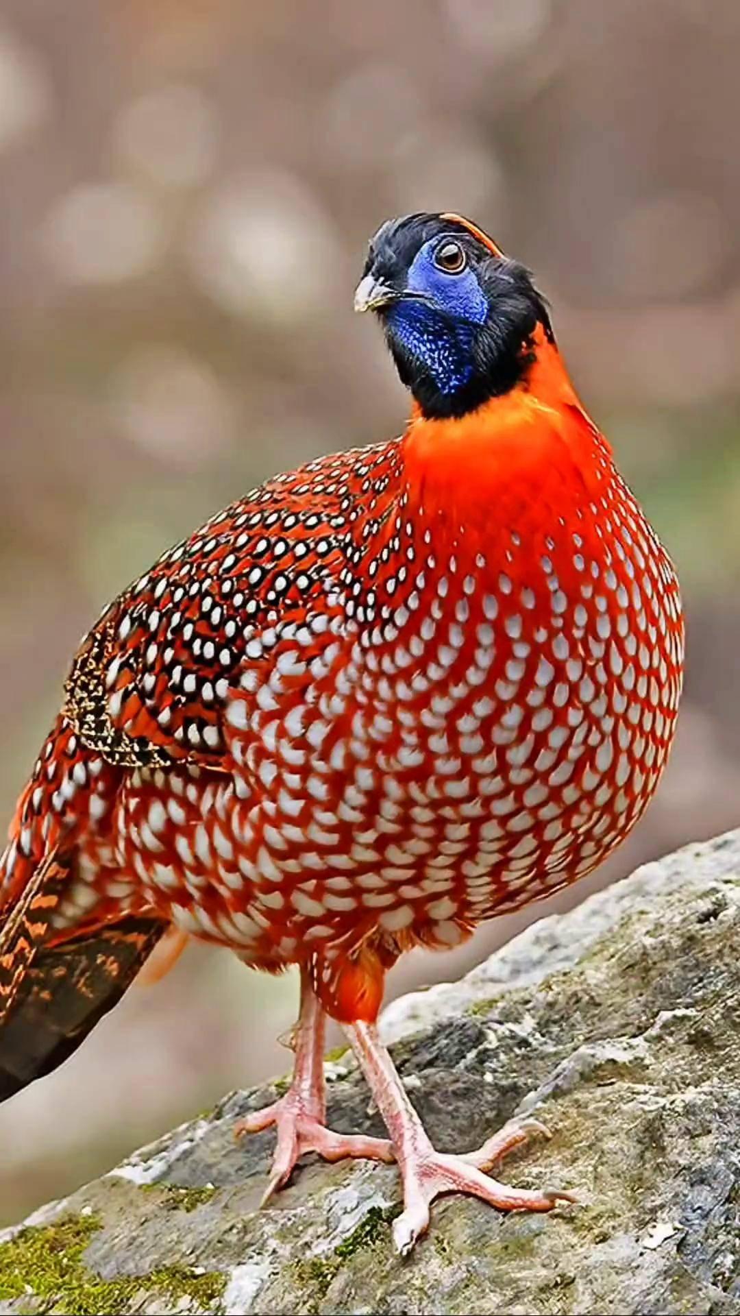 红腹角雉又称娃娃鸡是一种生活在高黎贡山的珍稀鸟类