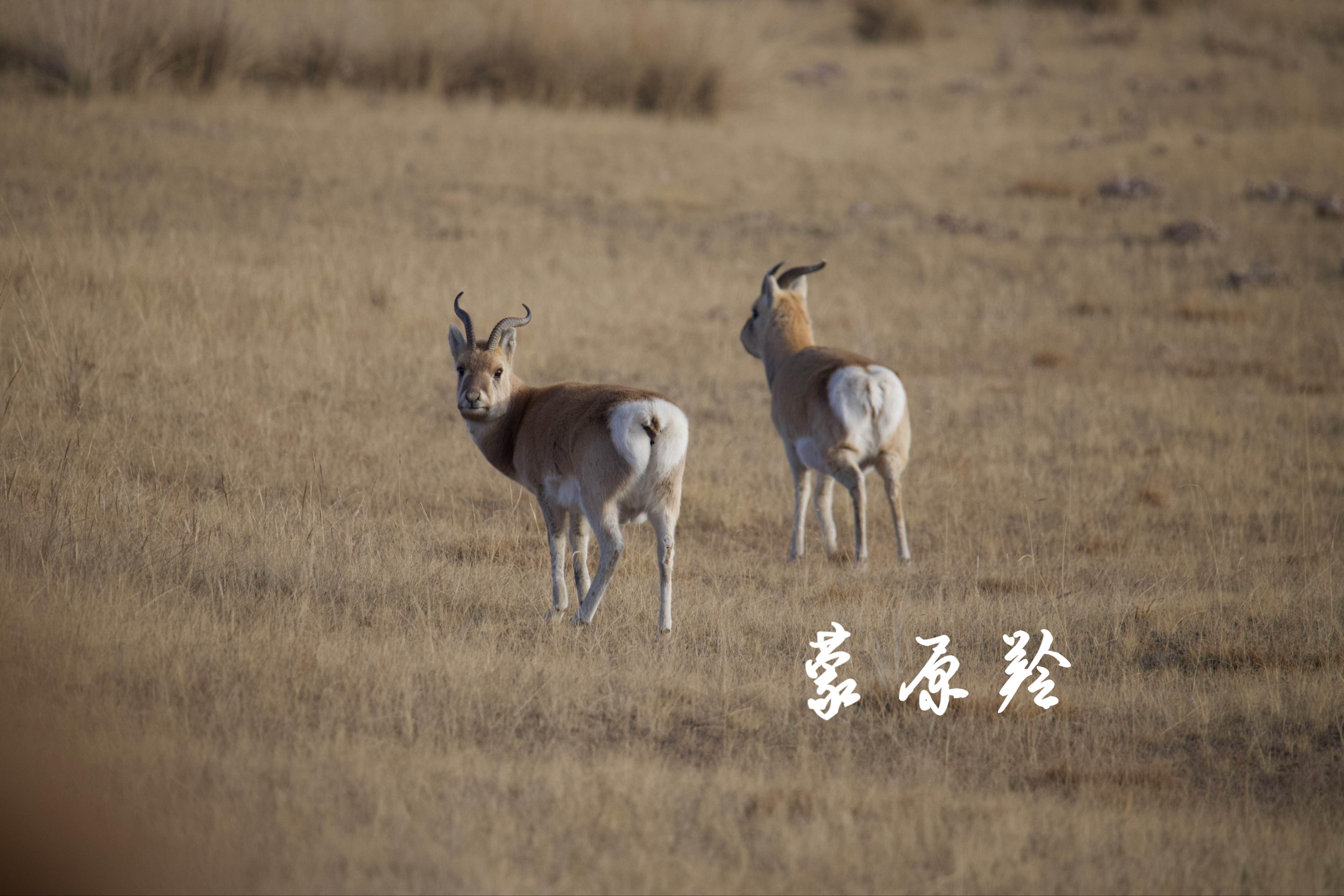 内蒙古野生动物大全图片