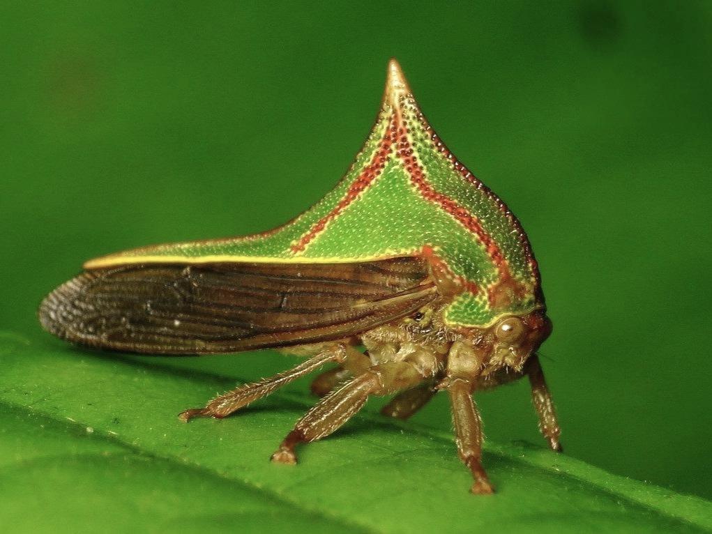 梦幻芭莎-阿婷 的想法: 迷你小丑昆虫角蝉