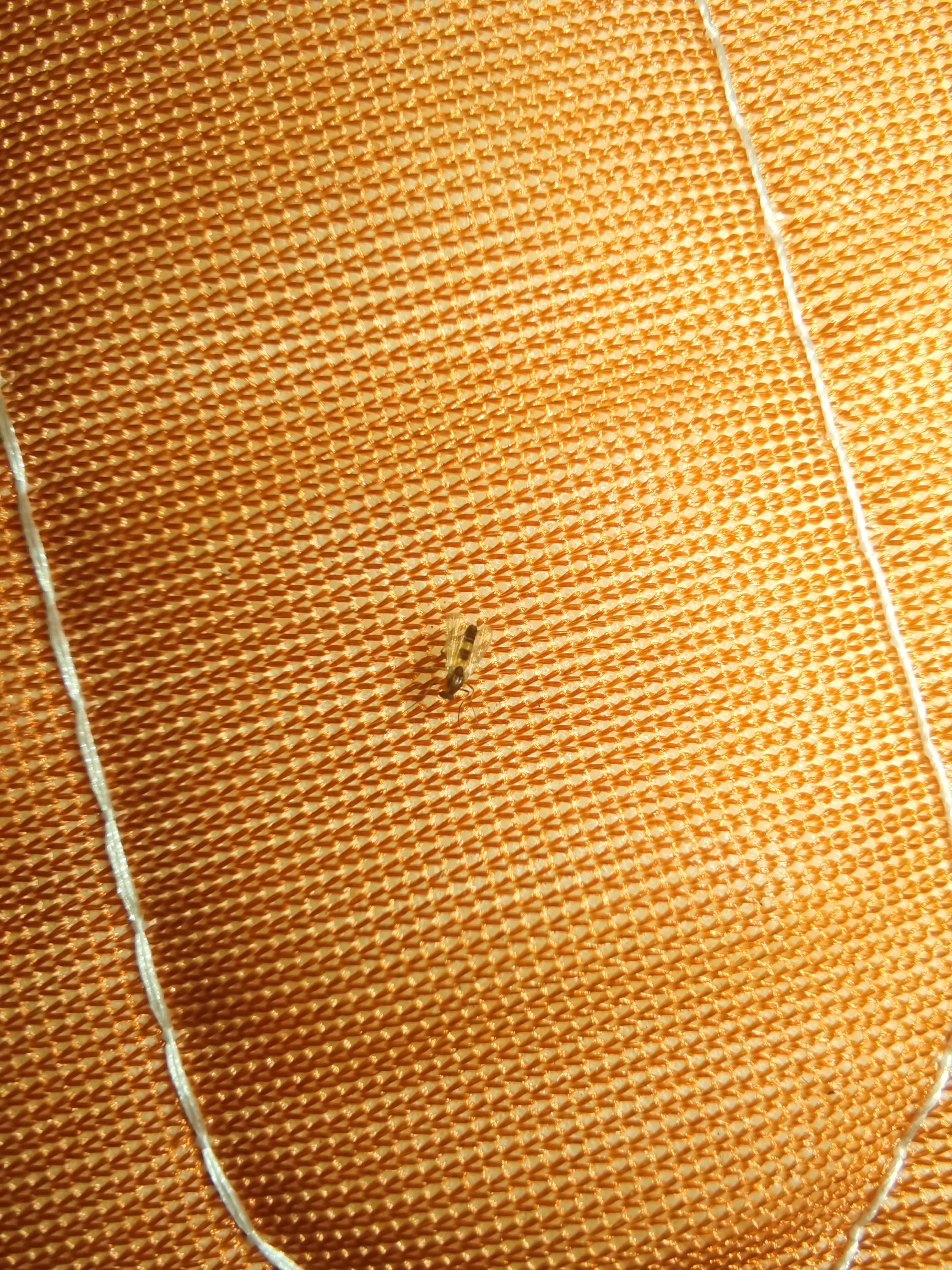沈孤雁 的想法: 提问这几种虫子是什么,要怎么才能根治他们,有人知道