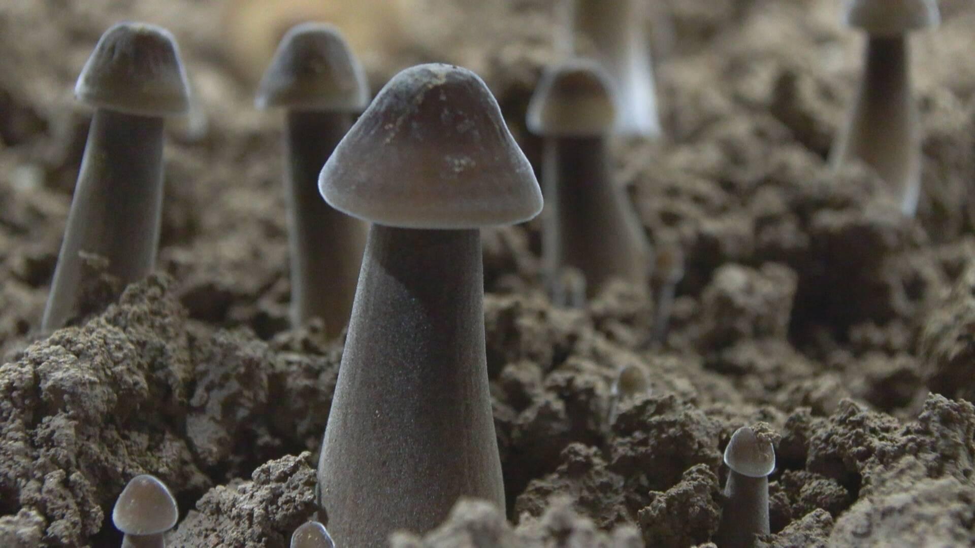 📸 拍摄装备:‌,学名黑皮鸡枞菌,别名长根菇