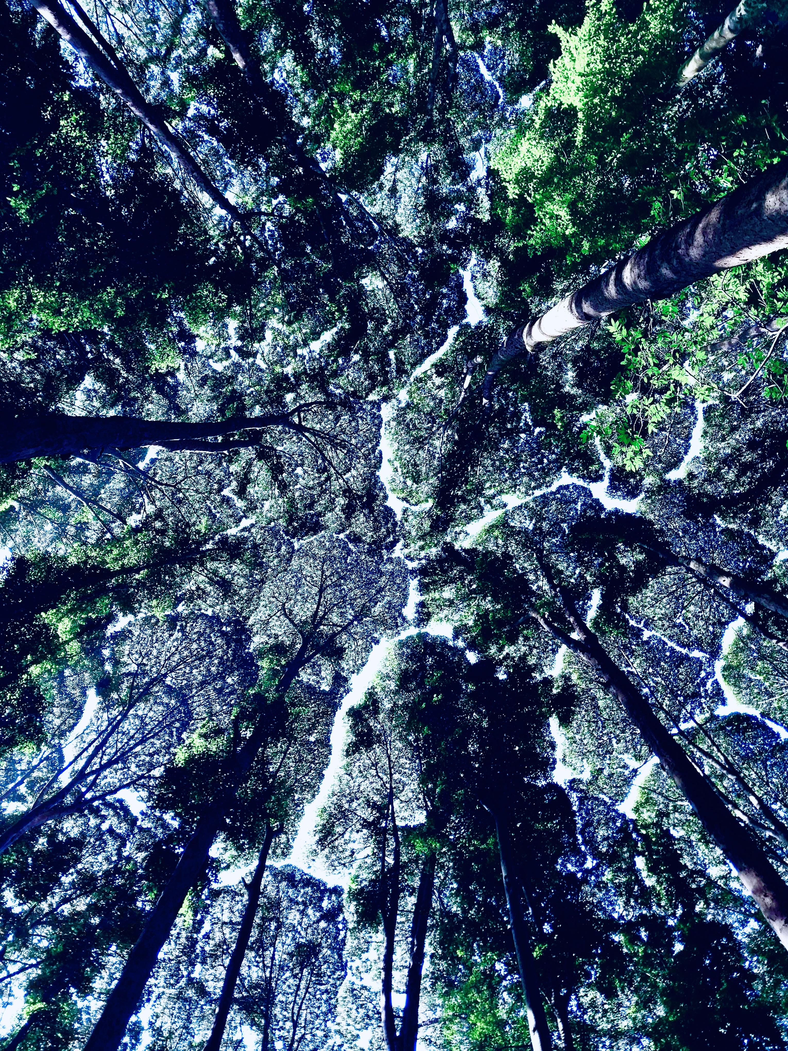 雨林buff雨林的物种丰富度很高树的形态也是多姿多彩上一秒还是树冠羞