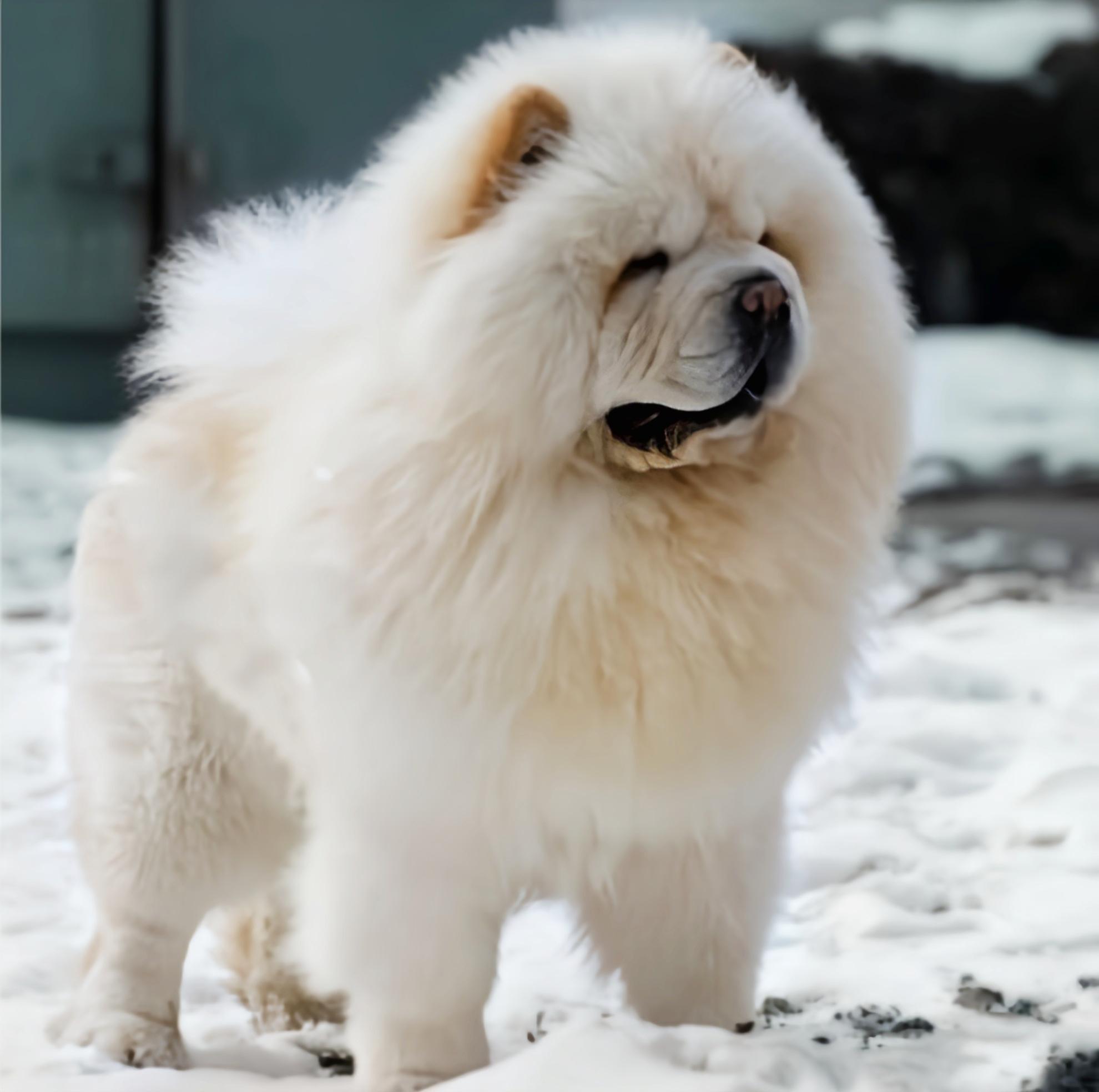 松狮犬的头部酷