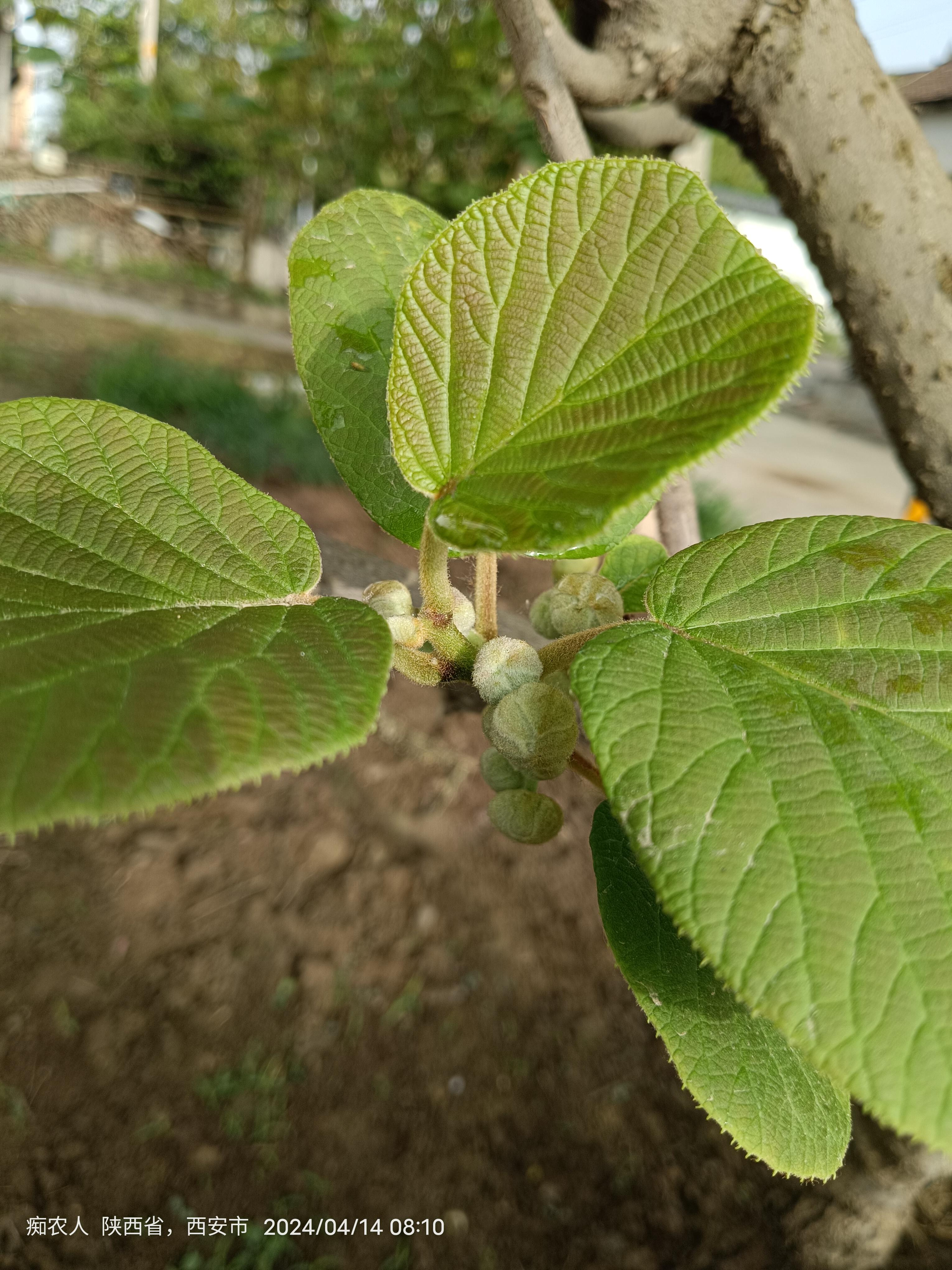 痴农人 的想法: 痴农人猕猴桃公树四月十四 | 昨晚风大雨大,早上去