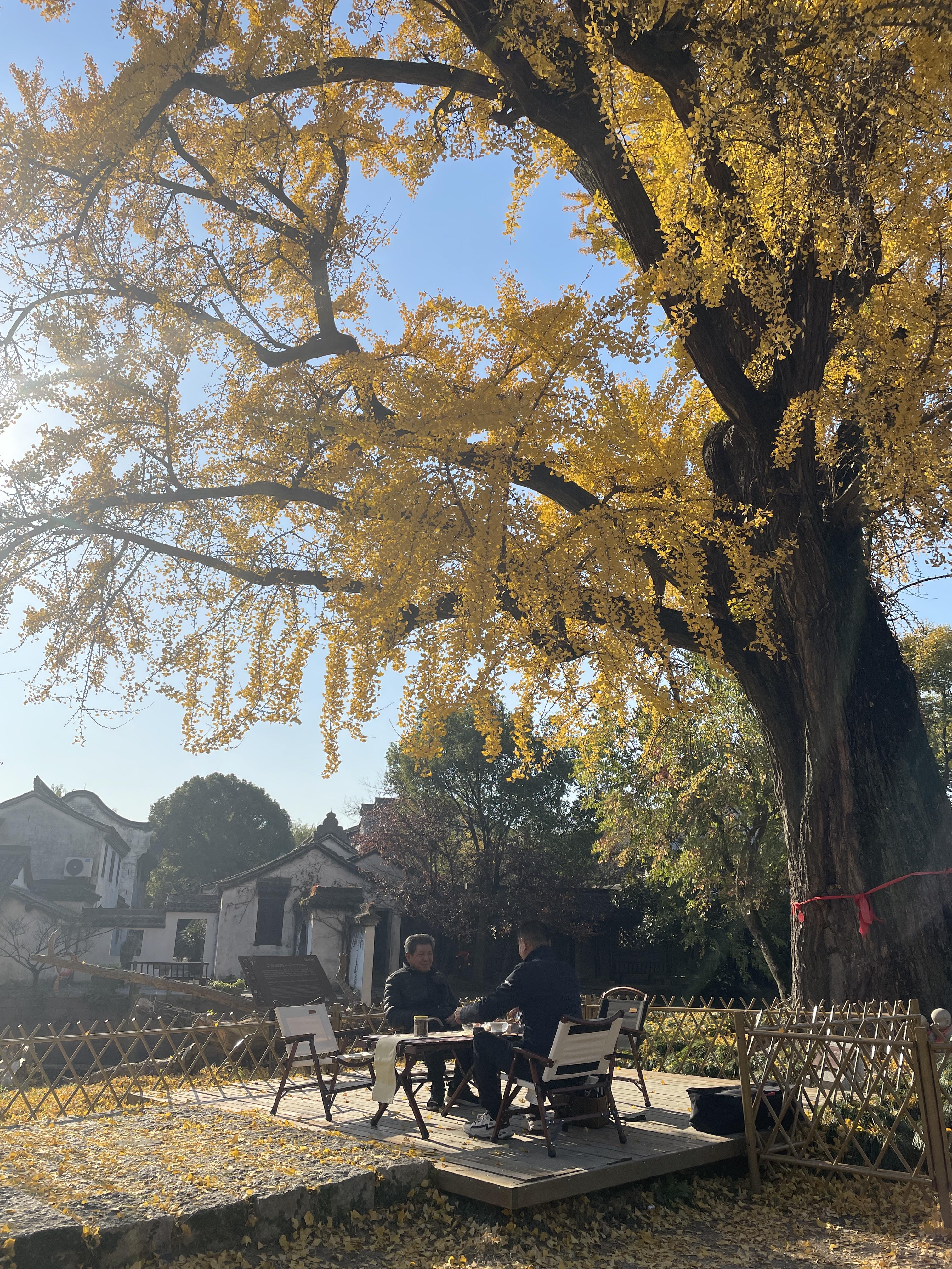 化工外贸s 的想法: 嘉兴梅花洲 | 今天公司团建,来嘉兴,第一次发现