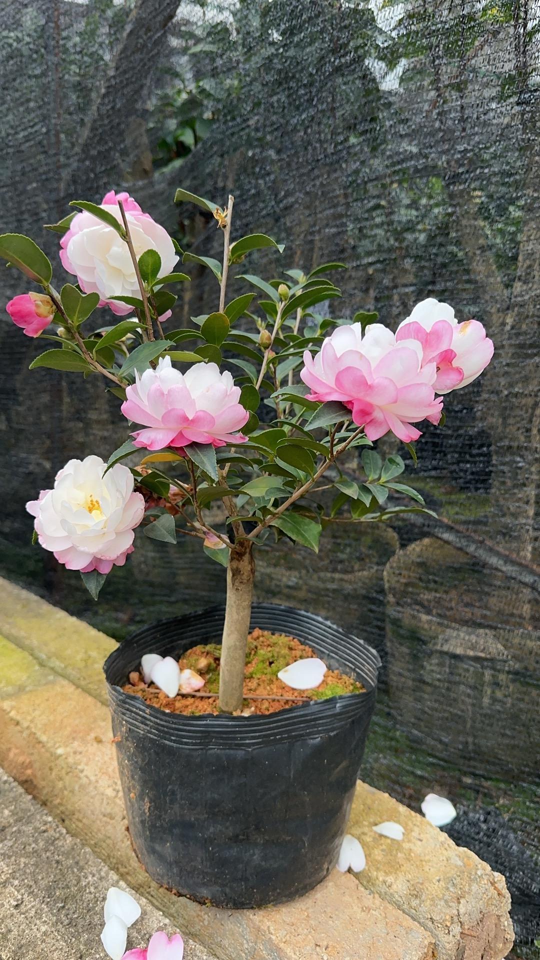 金华鸣茶花 的想法  英8茶梅开花了