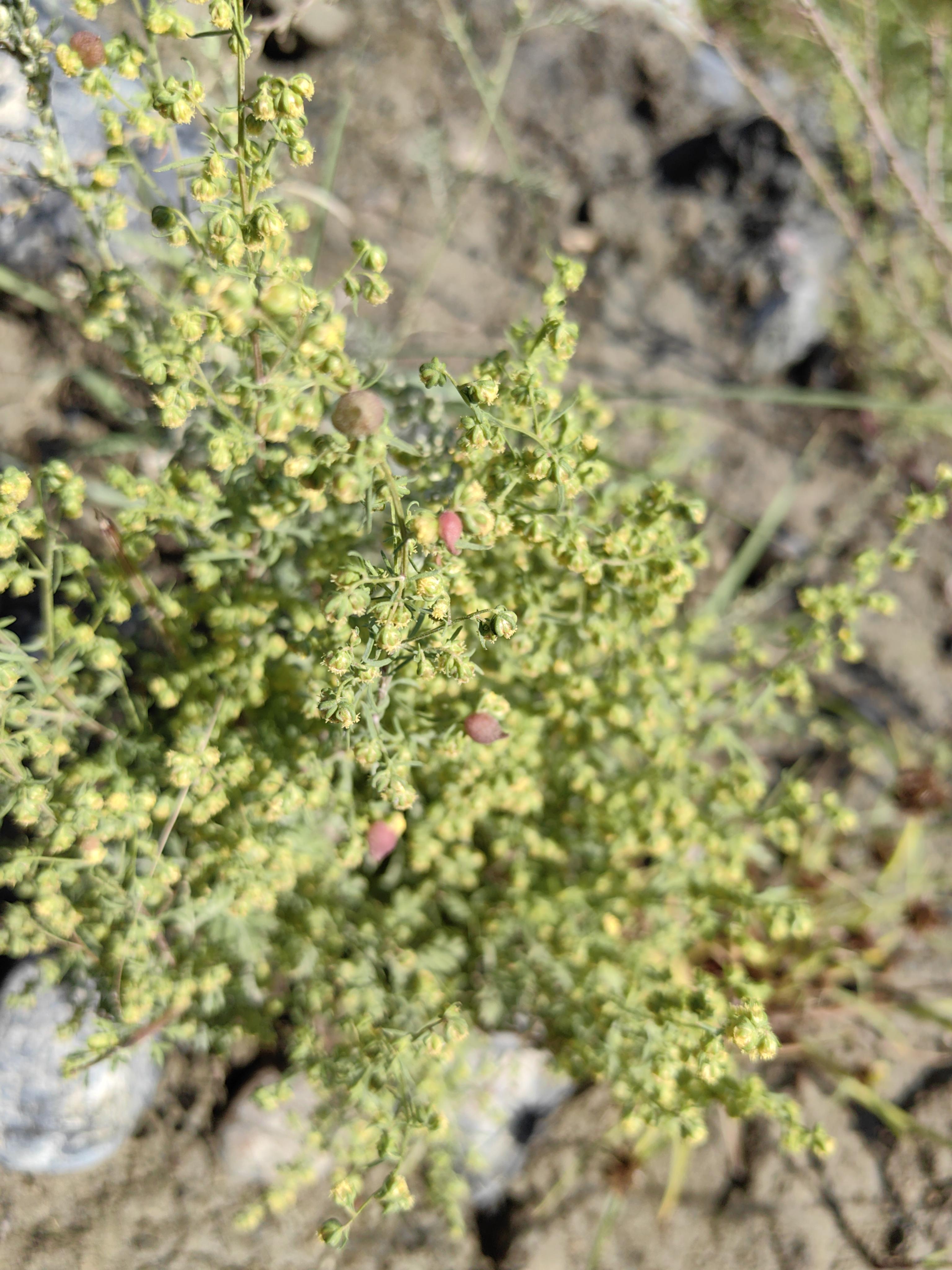 植物黄蒿长什么样子图片