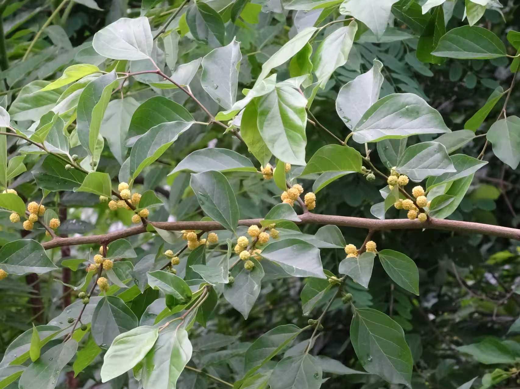 静待花开 的想法: 认识柘树:叶形多样,材质珍贵 | 柘树,桑科柘属,落叶灌木或小乔木。主干及小枝上都有坚硬的刺,柘树的… - 知乎