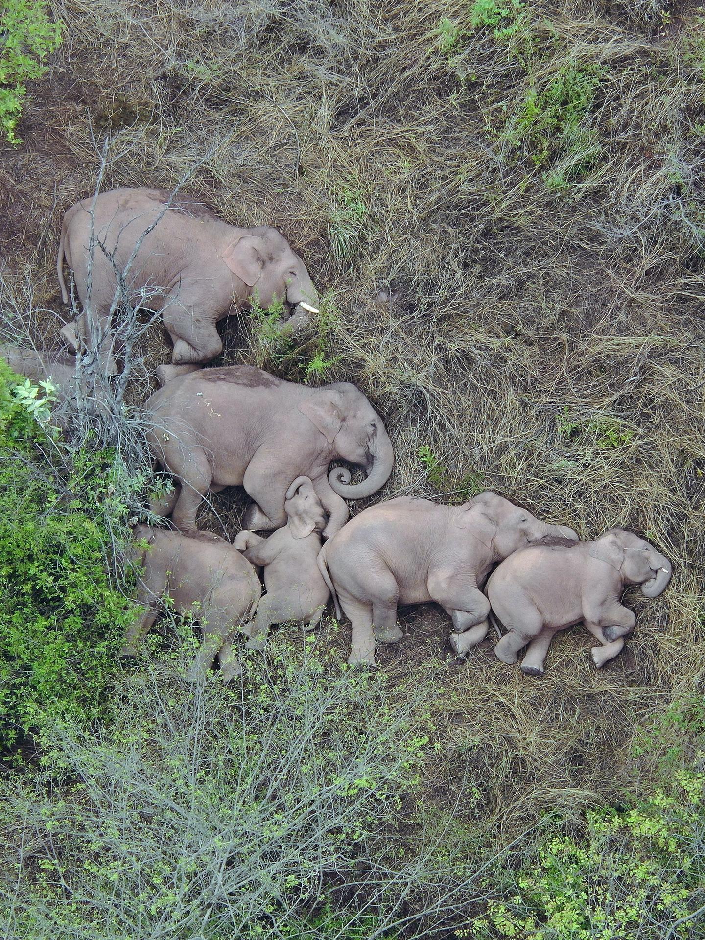 来瞧瞧大象的睡姿 它们睡觉是侧躺在地上