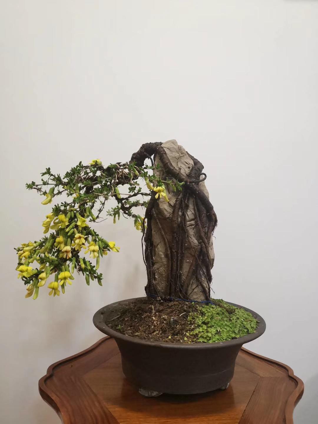烟花易冷 的想法: 大型金雀丛林盆景 | 金雀因金黄色花朵形似展翅欲飞