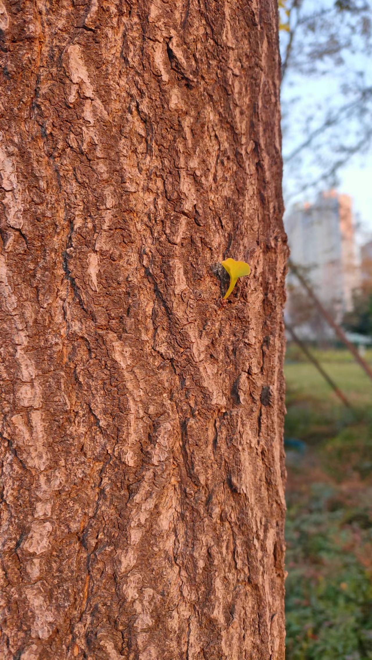 心随我愿 的想法: 孤傲的银杏叶