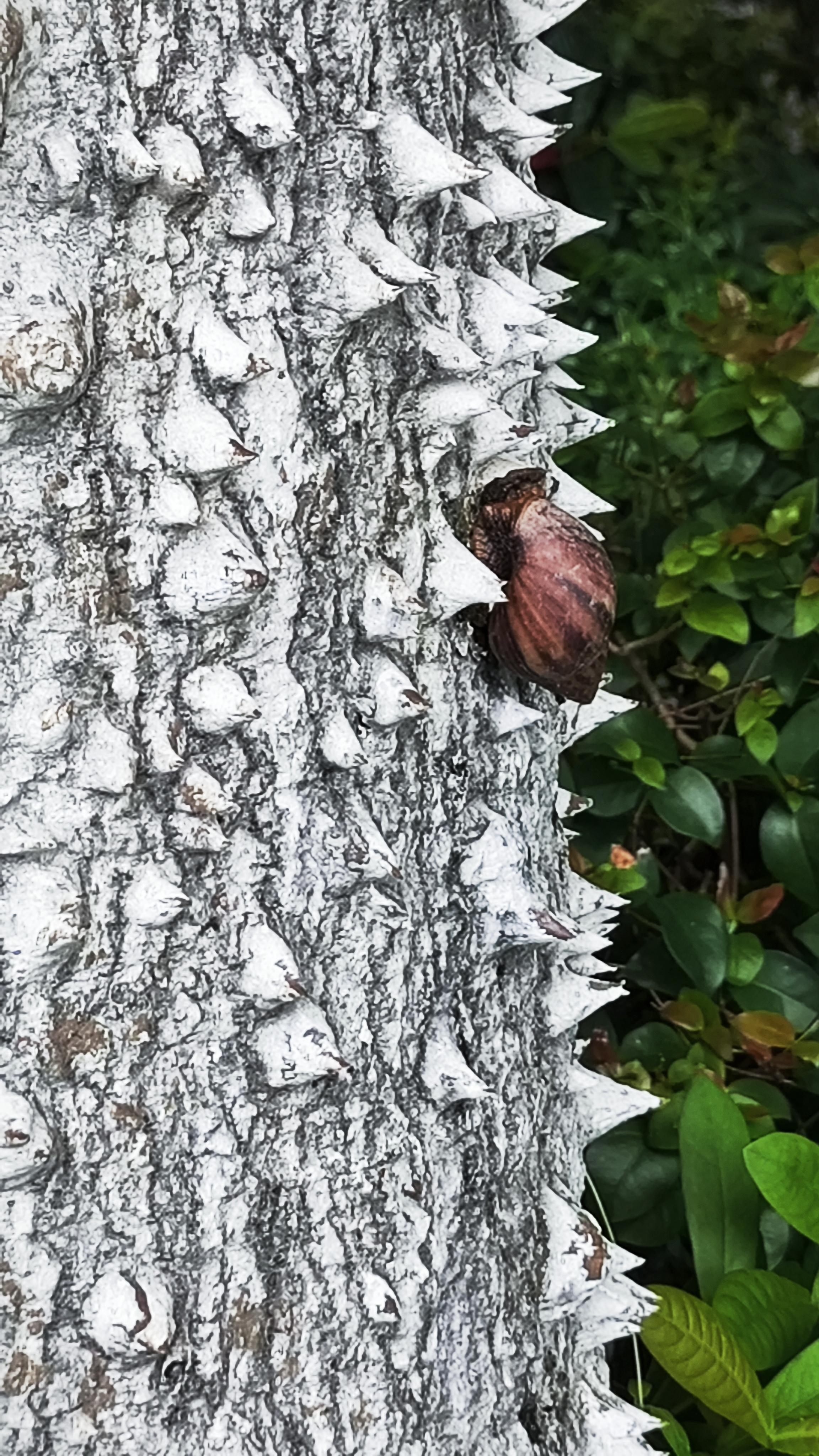 星海月浅 的想法: 荆棘路 | 俗语说:"天堂有路你不去,地府无门闯进来.