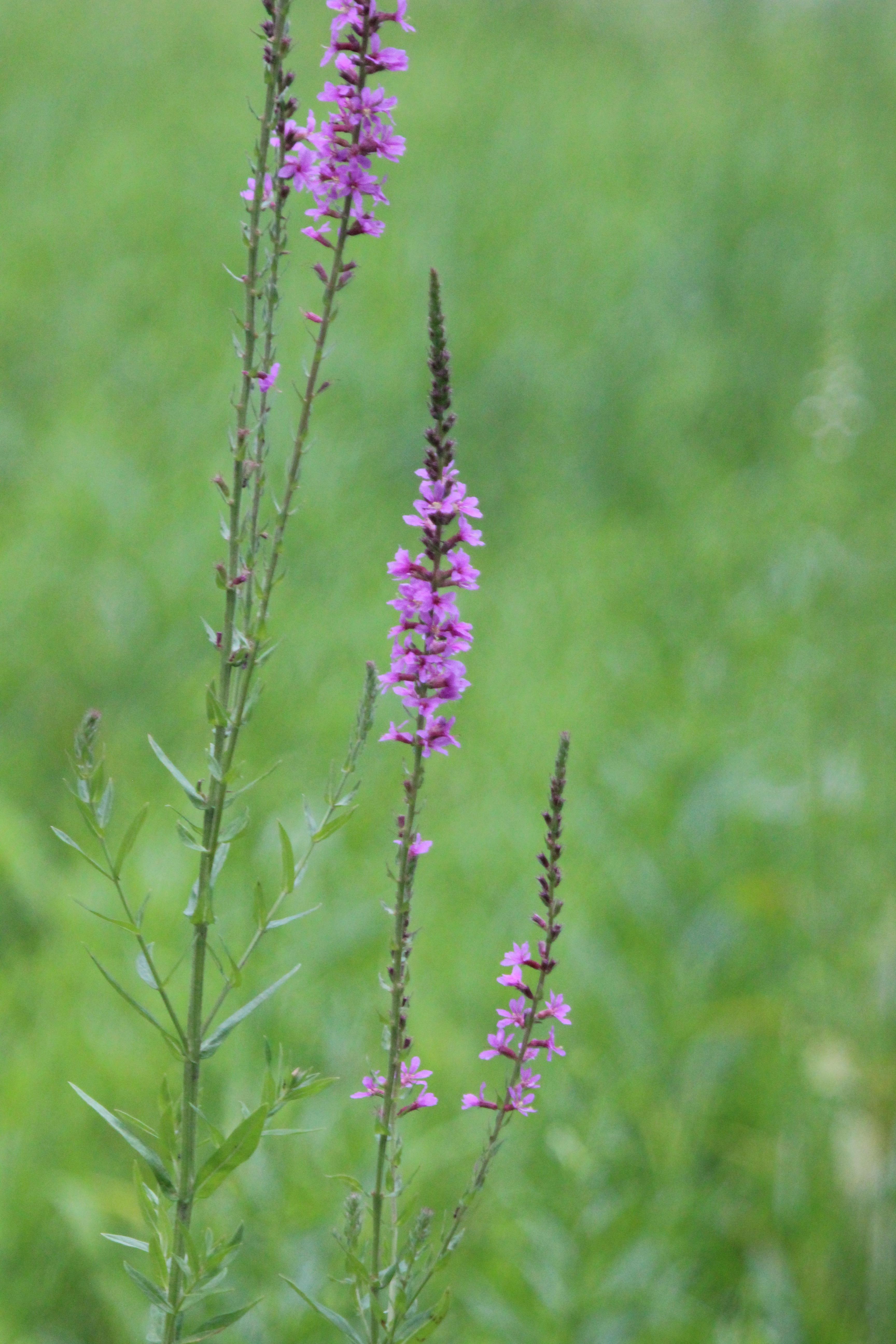好别致的名字啊,感觉水枝柳的名字更加符合形态