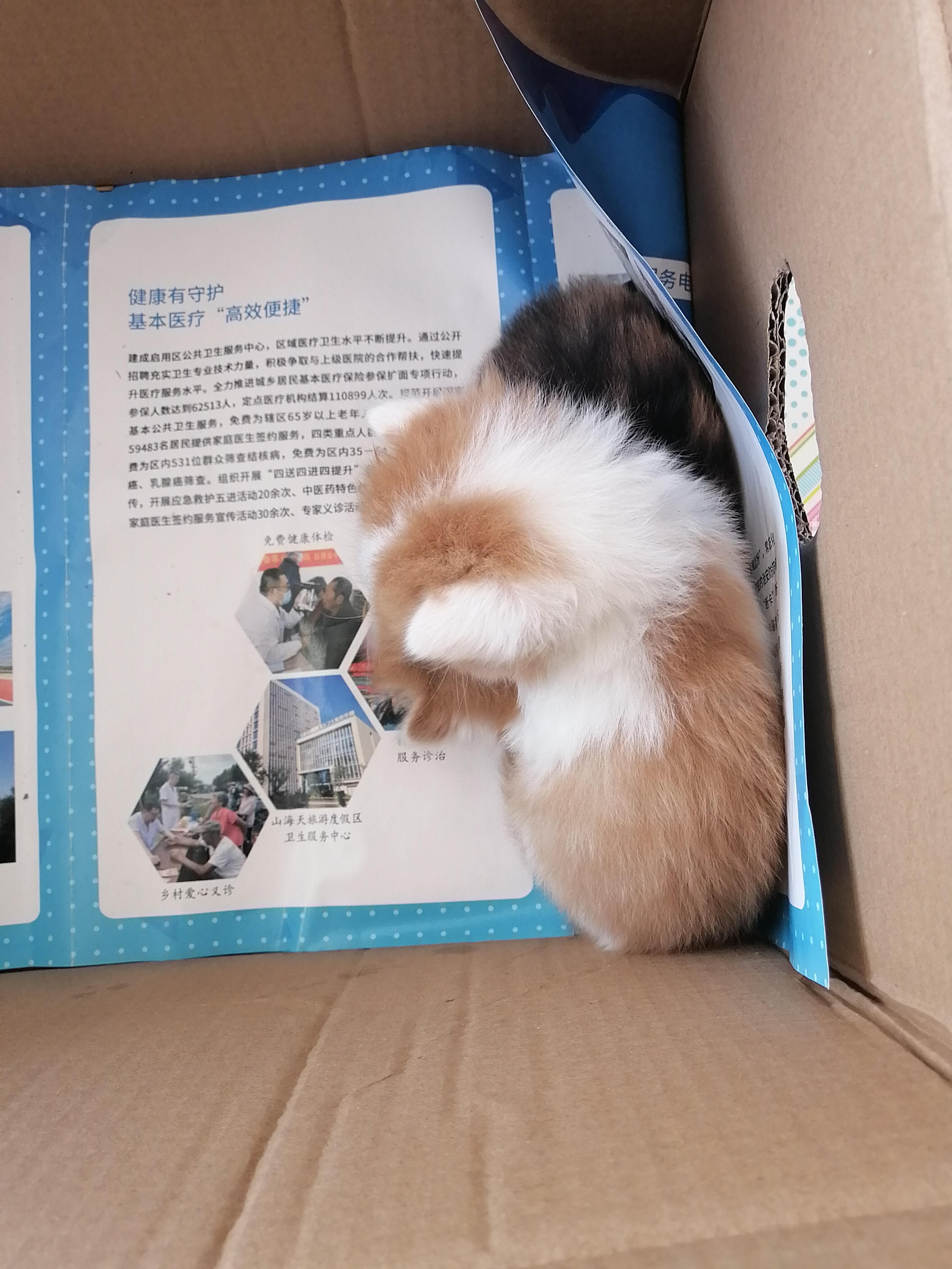 github小奶猫回家图片