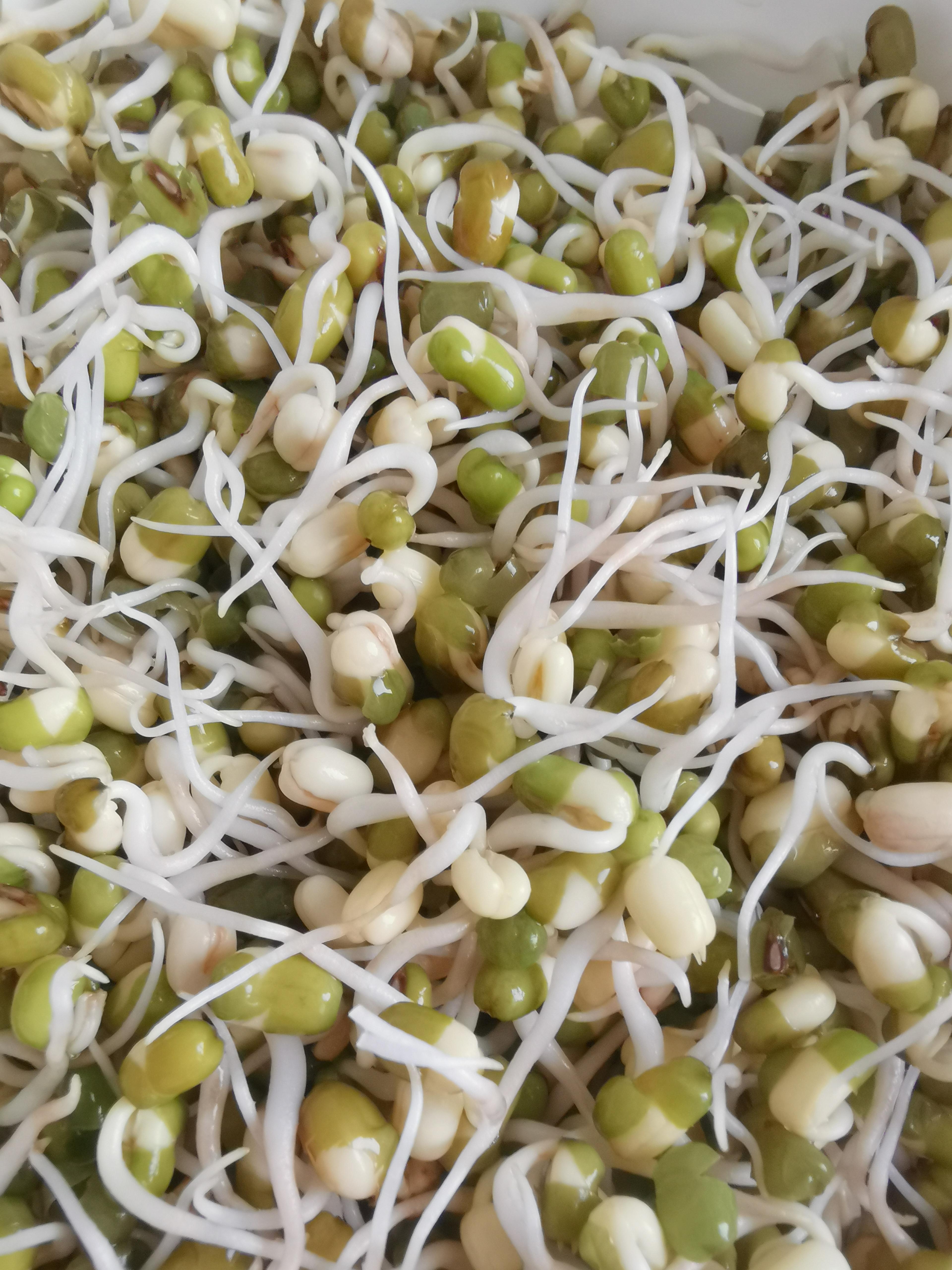 甜瓜路过花椒山 的想法: 自己在家生豆芽