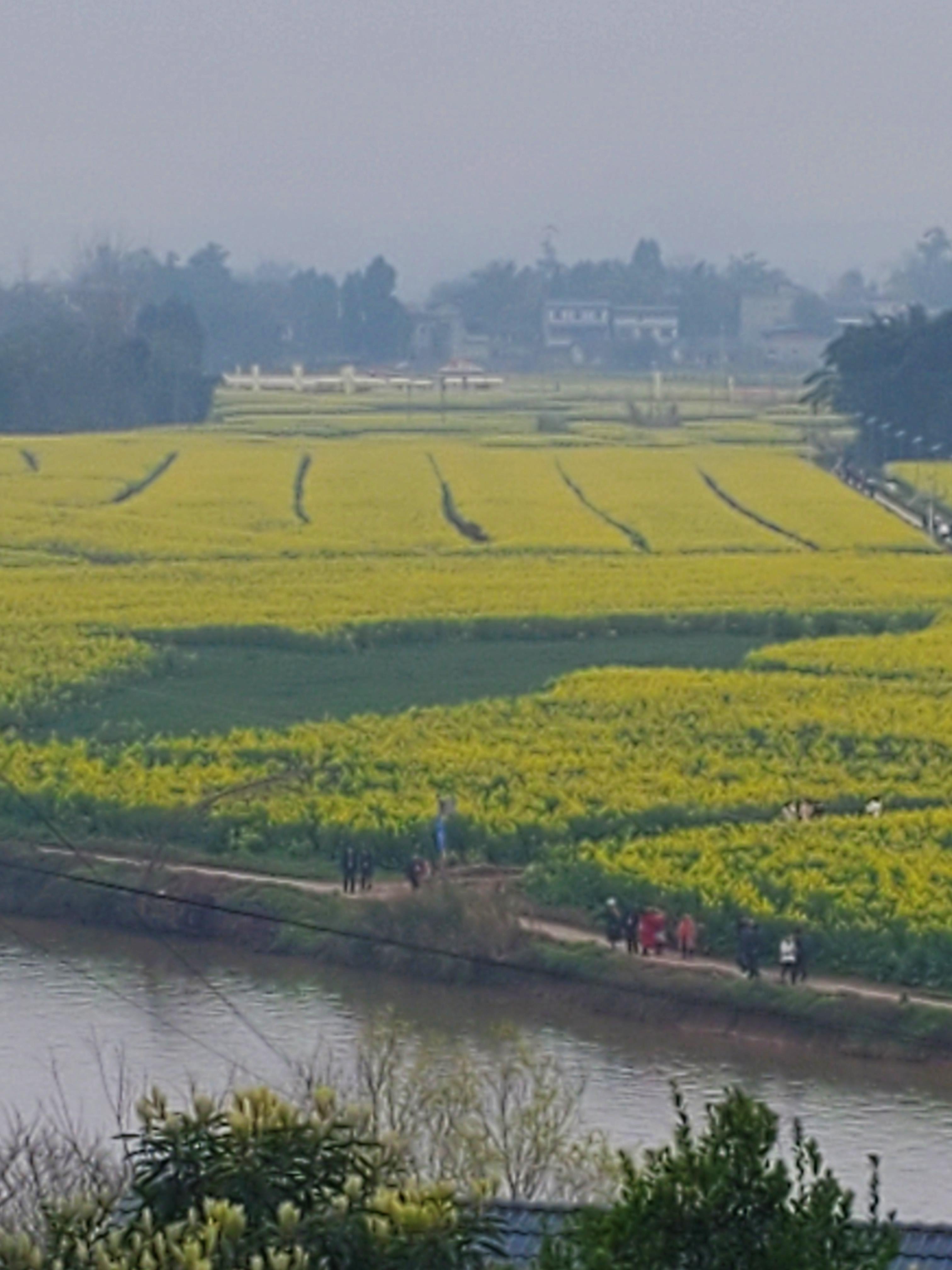 潼南油菜花节打卡