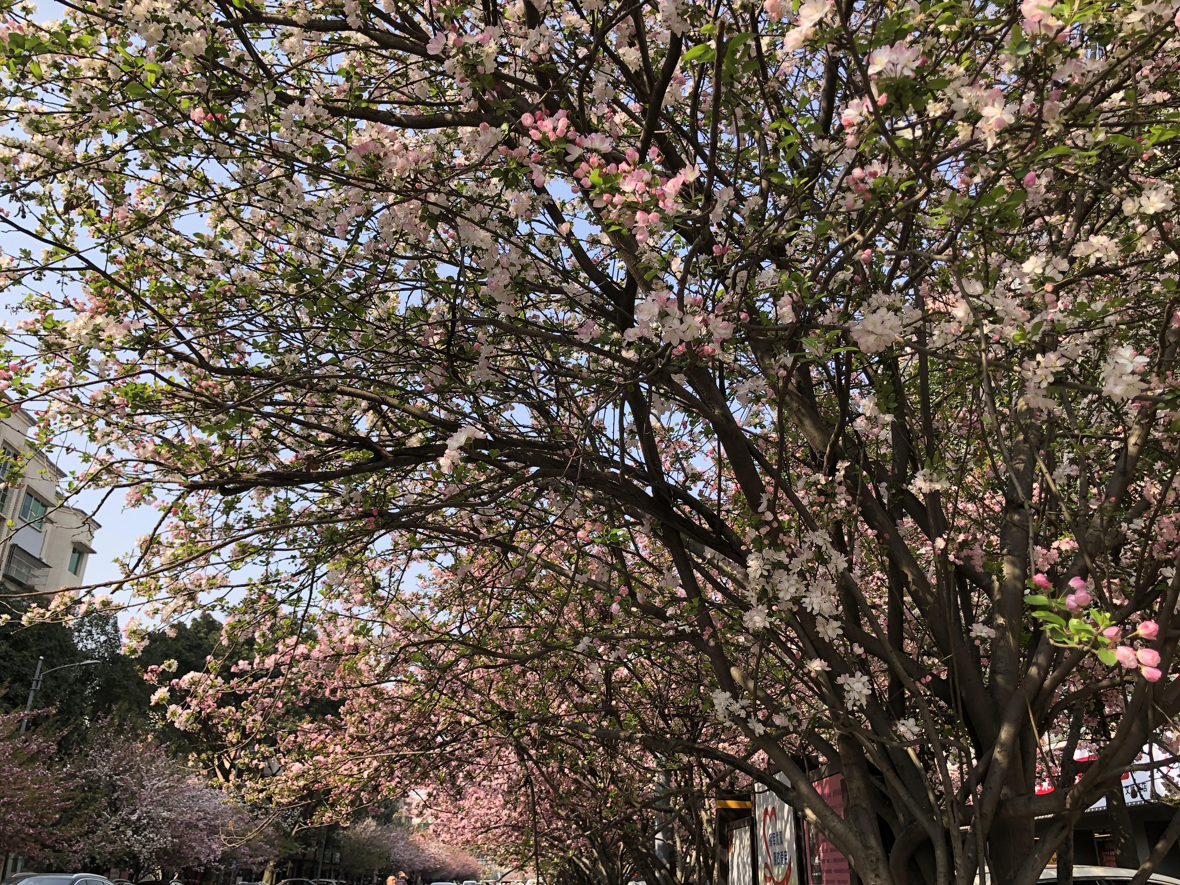 yumei0213 的想法: 安州花荄网红一条街 | 安州花荄网红一条街,每年