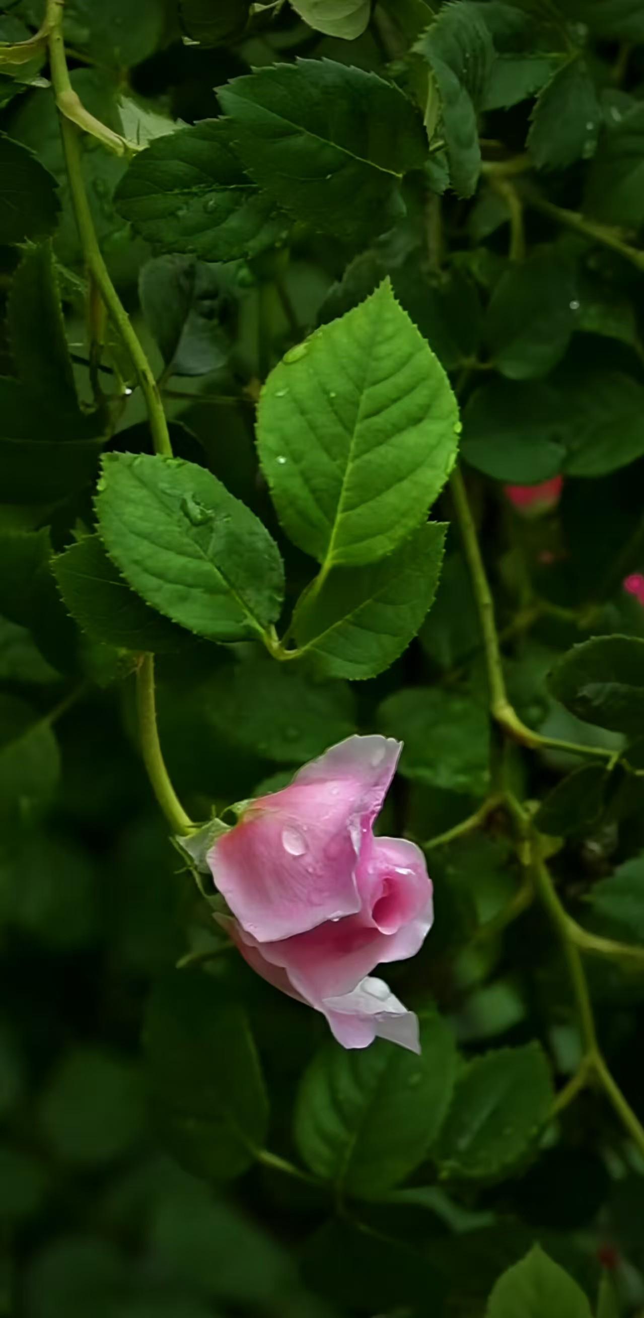 雨后蔷薇的美无法用语言来形容,娇艳欲滴.<a class="has