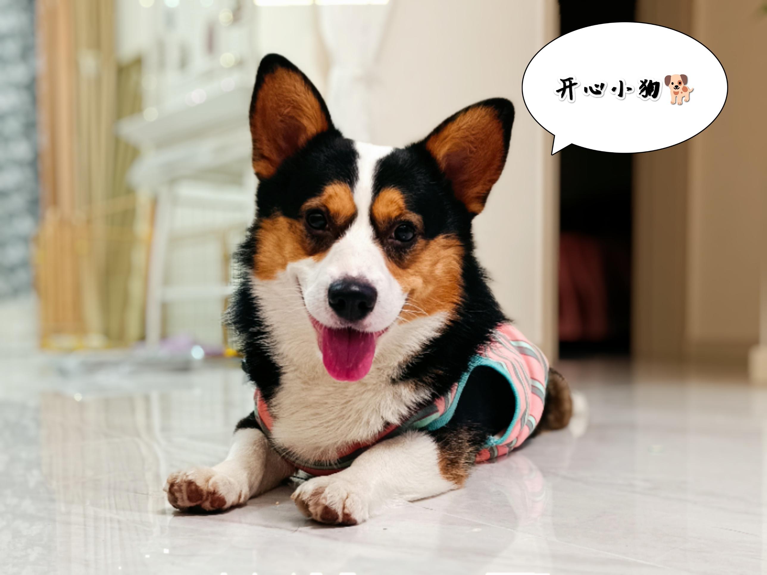 萌宠生活照摄影大赛#狗子沙雕日常小狗归家啦