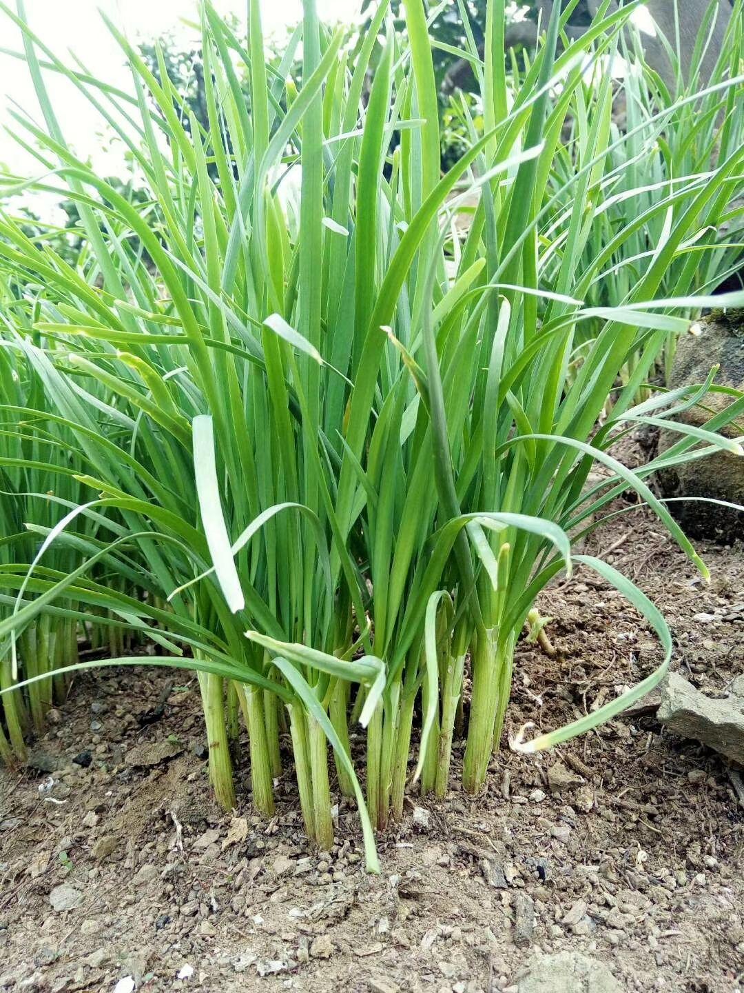 野韭菜真实图片